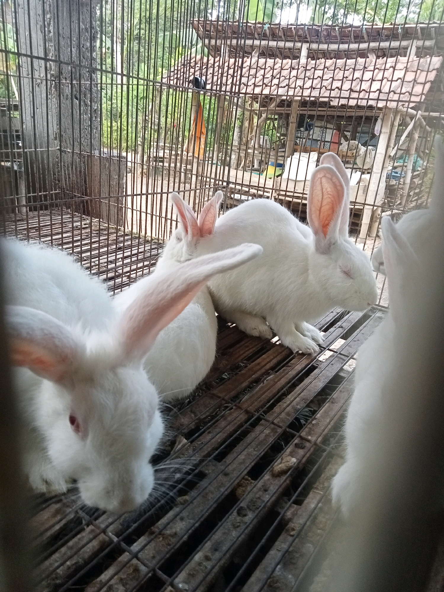 A group of white rabbits are contained within a wire cage. The cage floor is made of wooden slats. In the background, a small structure with a tiled roof is visible, along with dense green foliage. The overall scene appears to be outdoors. The location is the city of Trenggalek, Indonesia.
