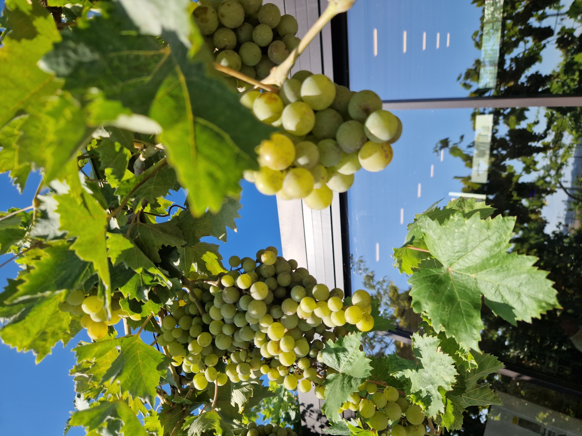 In Tankovo, Bulgaria, a close-up shot reveals clusters of unripe green grapes hanging from a vine, backlit by a clear blue sky. The foreground features large, serrated green leaves, some of which are in sharp focus, while others are blurred. In the mid-ground, several large bunches of grapes are visible, some appearing denser and more developed than others, with a subtle yellowish hue suggesting ripeness. The grapes are round and tightly packed on their stems.

In the background, a modern building with large glass windows reflects the blue sky and the surrounding greenery, hinting at a winery or a vineyard with accompanying facilities. The reflections in the glass show more grapevines and foliage, as well as horizontal white lines, possibly interior lighting. The overall scene captures the natural beauty of a vineyard on a bright, sunny day, with a juxtaposition of organic growth and man-made structures. No people are directly visible in the image, though a blurred figure can be discerned in the reflection in the lower left portion of the glass.