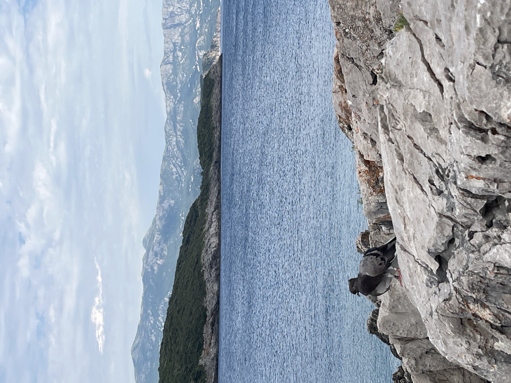 The image shows a rocky coastline with two pigeons perched on the rocks in the foreground. The sea is a vibrant blue, and in the background, there are green hills and distant mountains. The sky is partly cloudy with a muted blue hue. The scene appears to be a natural landscape, possibly a coastal area in Dubraljevina, Montenegro, given the geographical context.
