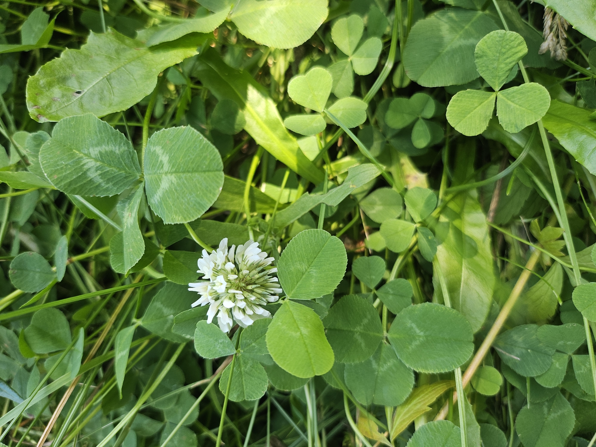 A close-up, eye-level shot captures a cluster of white clover flowers and leaves amidst lush green grass. The flowers, small and densely packed, form spherical heads, their white petals tinged with green at the base. Surrounding them are the characteristic three-lobed clover leaves, some with subtle lighter green markings. The overall environment suggests a natural setting, likely a park or field. There are no people or animals visible in the frame. The lighting indicates a bright, possibly sunny day, with shadows playing across the foliage. The scene appears to be located in Zakamensk, Russia, a city known for its natural beauty and surrounding taiga.