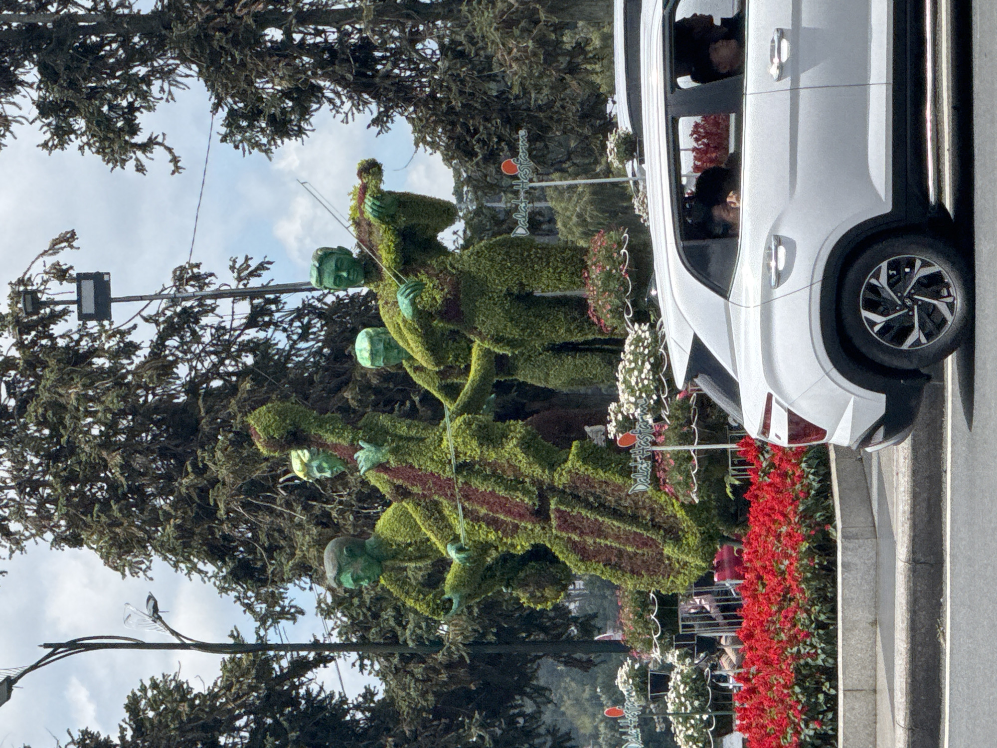 This detailed image captures a vibrant street scene in Da Lat, Vietnam, featuring prominent topiary sculptures.
In the midground, a series of four large topiary sculptures depict musicians. Each figure is crafted from green foliage, with faces and hands painted a vivid green. The leftmost visible figure appears to be playing an upright cello-like instrument, which is also formed from green foliage but features distinct vertical reddish-brown stripes. To its right, another figure plays a violin-like instrument, holding a green bow. The other two figures are partially obscured behind the cello player and the violinist, also appearing to be part of the musical ensemble.
The sculptures are set against a backdrop of numerous tall, dense evergreen trees, suggesting a park or garden environment. The sky above is partly cloudy blue. Below the topiaries, a display of flowers is visible. A long, raised bed in the foreground contains bright red salvia flowers, while numerous white flowers are arranged in tiered hanging baskets and pots. Two red-topped signs, with "Dalat Hasfarm" written in white lettering, are positioned among the flowers, confirming the location.
In the immediate foreground, a white Hyundai Creta SUV is driving towards the right. The rear three-quarter view of the car is visible, showing its distinct taillight design and alloy wheel pattern. The silhouettes of at least three individuals are discernible inside the car, seen through the rear passenger window, with one person's head visible in the front passenger window.
The scene includes typical urban elements: a paved road in the foreground, a concrete curb, and a tall, decorative streetlight with a complex fixture in the upper left, as well as another utility pole with an attached box in the upper right.