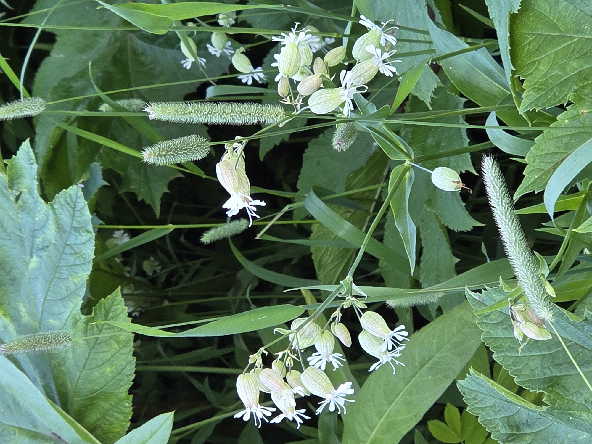 This is a close-up, eye-level, vertical outdoor photograph of a cluster of white and pale green flowers with thin, white petals, possibly Bladder Campion (Silene vulgaris), growing amongst green foliage and grass-like seed heads. The flowers are bulbous at the base and open into delicate, star-like shapes. Some of the flowers are in bud stage, appearing as elongated, pale green capsules. The surrounding leaves are broad and serrated, with a deep green color. The seed heads are elongated and fuzzy, with a light green to brown hue. The lighting is natural, suggesting it was taken during the day, with some areas of the background appearing darker and out of focus. The image captures a detail of a natural scene, possibly a meadow or garden, with no visible signs of human presence or man-made structures. The exact location within the city of Unknown, Unknown cannot be determined from the visual information.