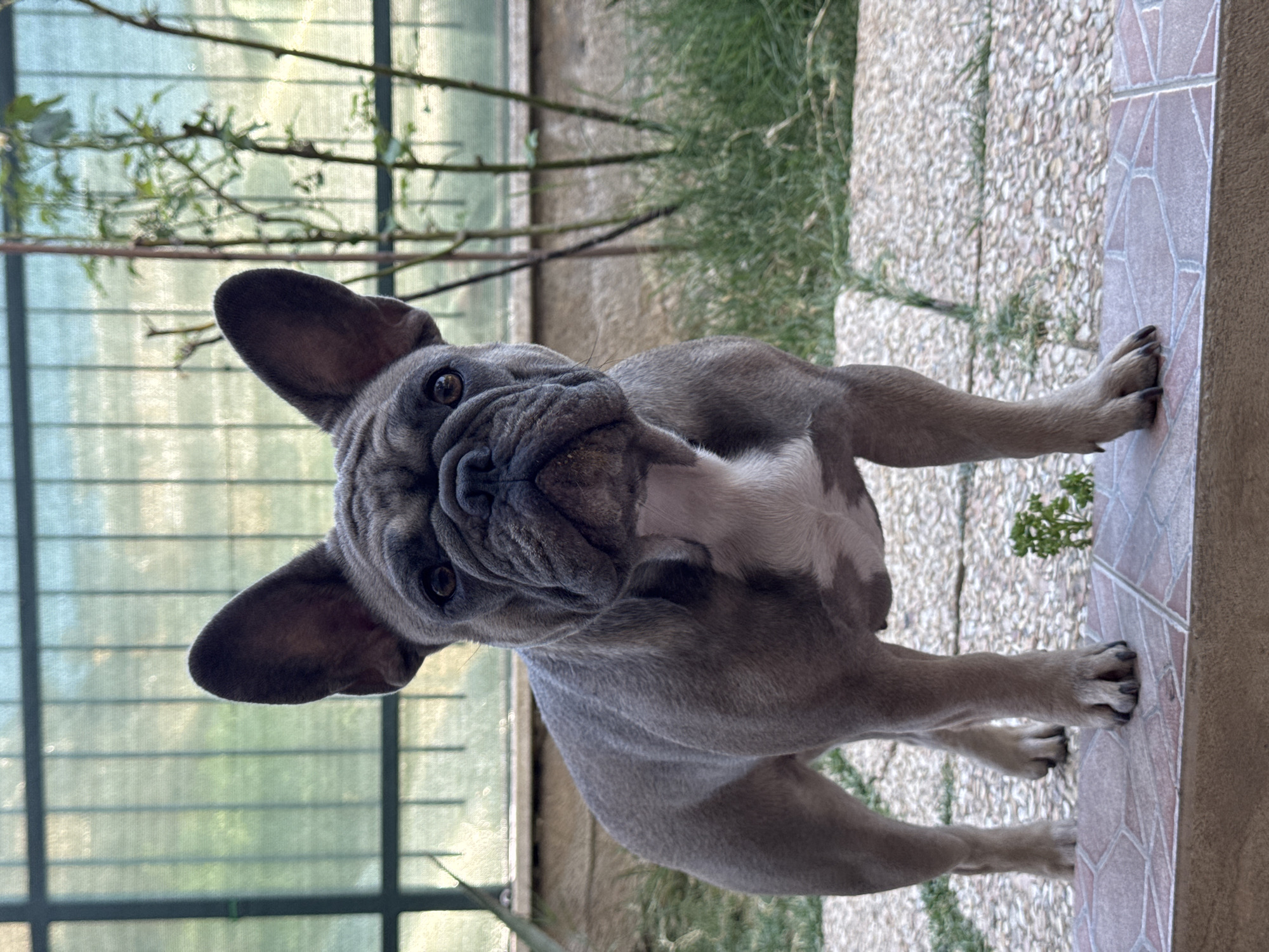 An adult, brindled French bulldog stands on a tiled surface in front of a green, translucent barrier. The dog is facing the viewer, its head tilted slightly to its left. It has large, erect ears, a wrinkled snout, and a white chest patch. Behind the dog, green foliage and thin branches are visible. The ground is a mixture of gravel and light-colored paving stones. The scene appears to be outdoors, possibly in a backyard or garden area, and the lighting suggests it is daytime. The location is not specified within the image itself.