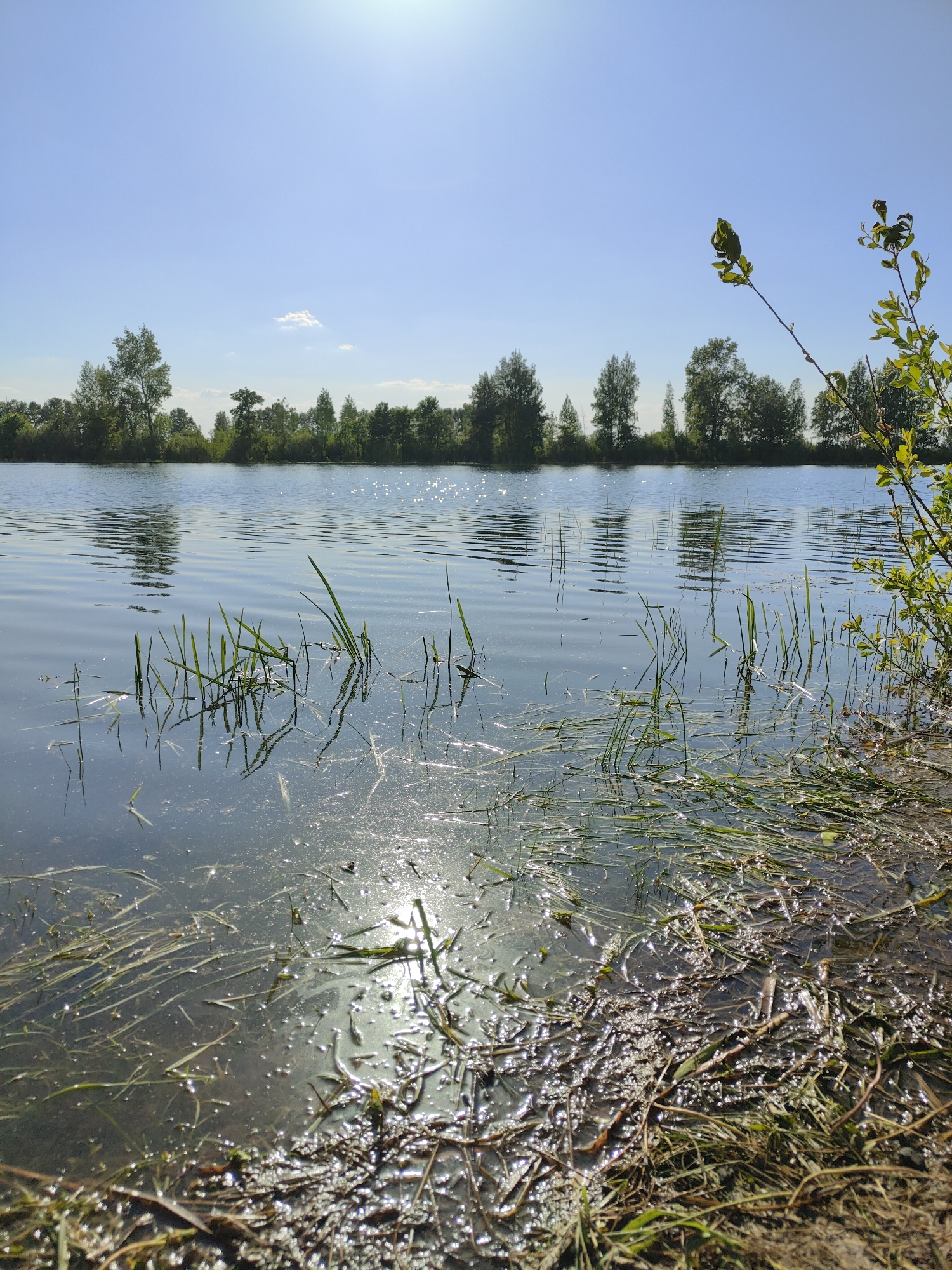 The image depicts a body of water, likely a lake or pond, under a bright, clear sky. A treeline is visible on the opposite shore. In the foreground, the water's edge is overgrown with grasses and reeds, some submerged in the water. Sunlight glints off the water's surface, creating a shimmering effect. The location is Unknown, Unknown. No people are visible in the scene.