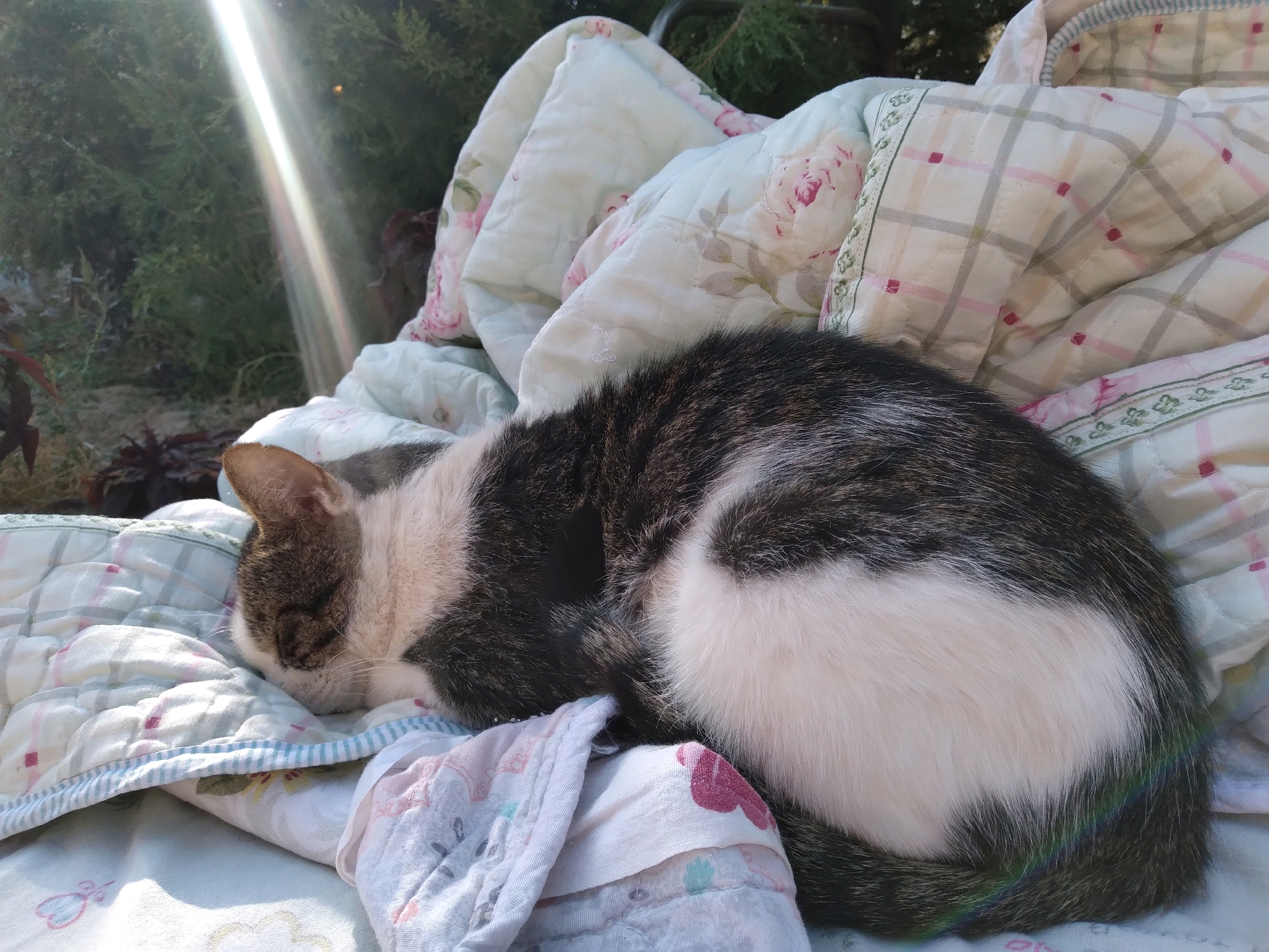 A cat is sleeping curled up on a blanket outdoors. The blanket is light-colored with a floral pattern of pink roses and green leaves, and also has a plaid pattern with pink squares. The cat is a tabby and white, with dark grey and black stripes on its back and head, and white fur on its chest and belly. Sunlight is streaming in from the upper left, creating a lens flare effect. In the background, there are green trees and shrubs. The scene appears to be in a residential area, possibly a garden or yard. The location of Baki, Uzbekistan is not indicated in the image.