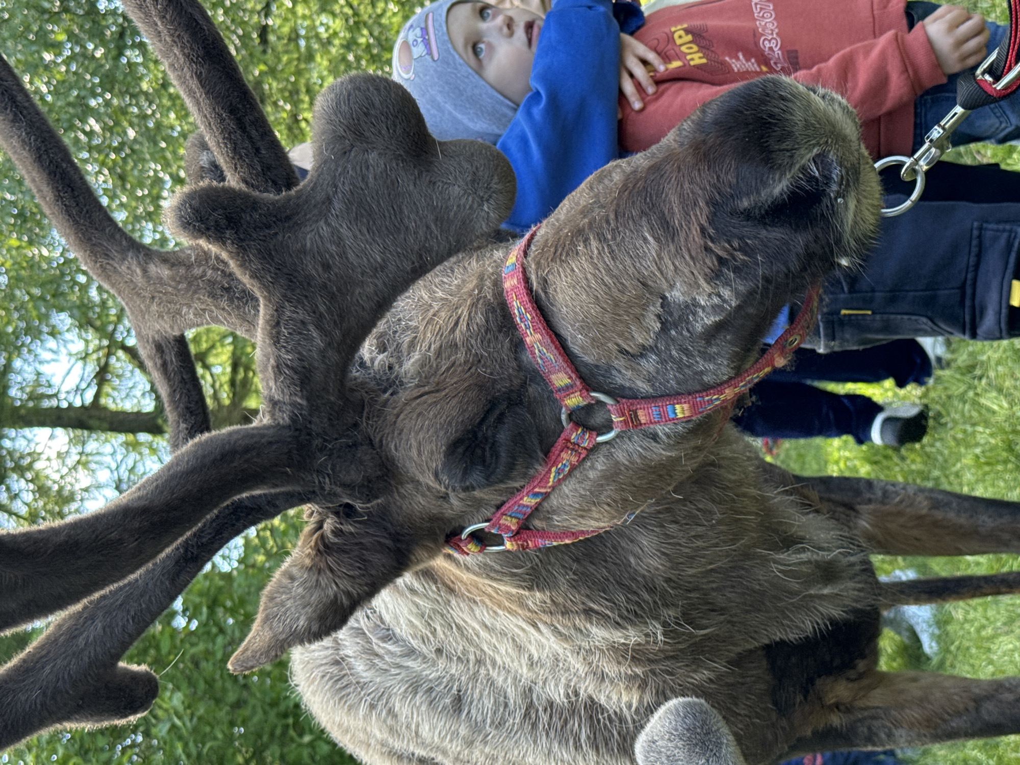 In Vsevolozhsk, Russia, a reindeer stands with its antlers prominent in the foreground. A toddler in a gray hooded sweatshirt and a child in a red sweatshirt stand beside the reindeer. A leash is attached to a colorful harness on the reindeer. The background shows a grassy area and trees.