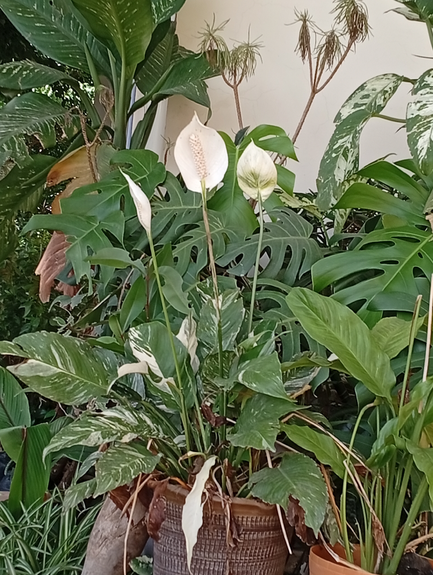 In Gura Top, Nigeria, a collection of houseplants is arranged in a planter. The arrangement features several peace lily plants, some with white spathes and others with variegated leaves. Among the peace lilies, there is a Monstera plant with its characteristic large, fenestrated leaves. Other plants, including a Dieffenbachia and what appears to be a Dracaena, are also present, creating a lush, tropical atmosphere. The plants are situated in a courtyard or garden setting, with a light-colored wall visible in the background. The lighting suggests it is daytime.