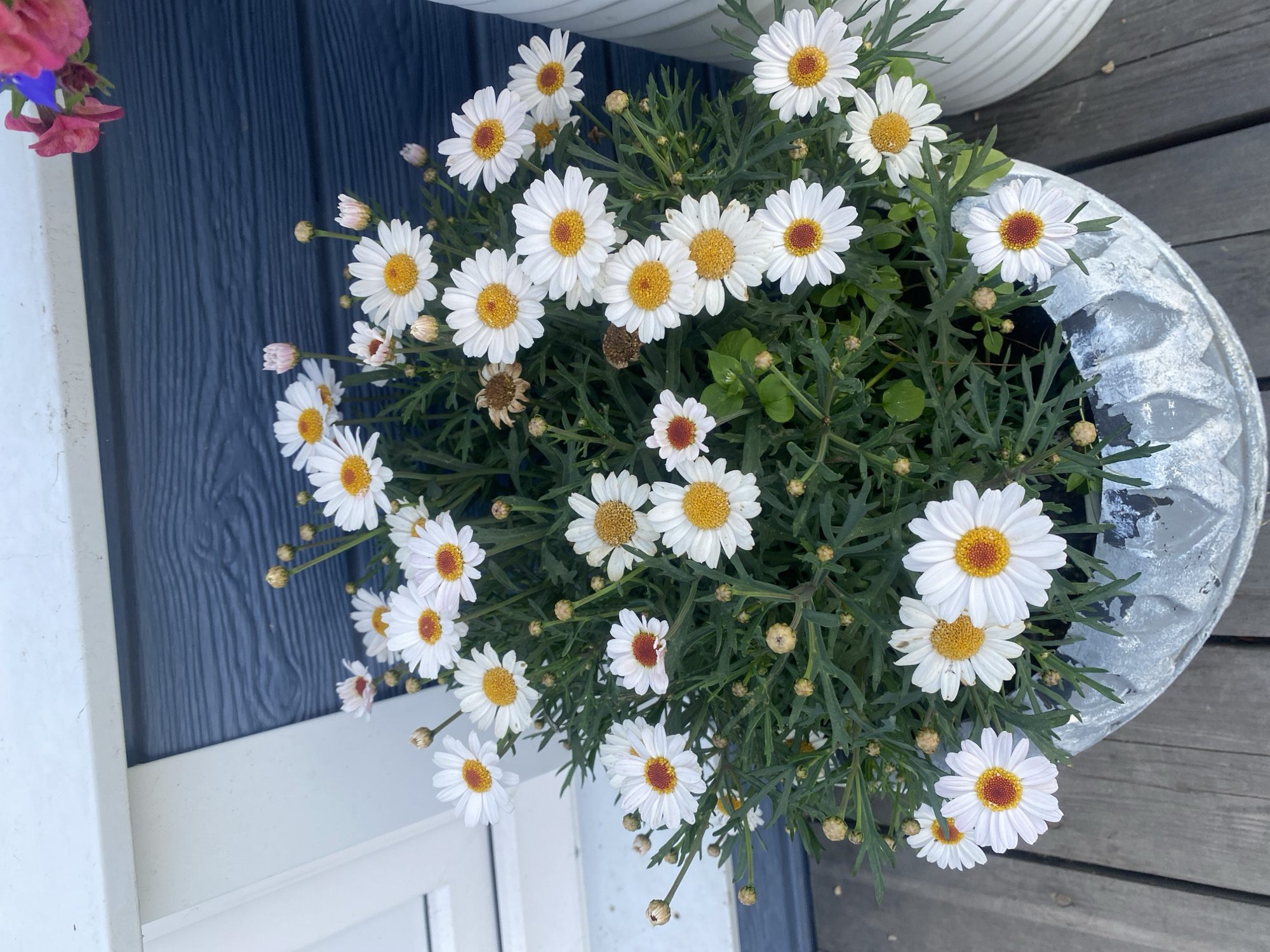 A close-up, high-angle shot shows a pot of white daisies with yellow centers, overflowing with blooms. The pot is a distressed, light gray color and rests on a weathered wooden surface, possibly a deck or porch. Behind the flowers, a dark blue wooden wall is visible, with a white trim piece along the top. Hints of pink and blue flowers are seen at the very top right of the image, suggesting they are in a separate container or hanging basket. There are no people or animals visible in the frame. The scene appears to be outdoors, likely in a residential setting. The image does not provide specific information about the location within the city of Tret'ya Pad', Russia.