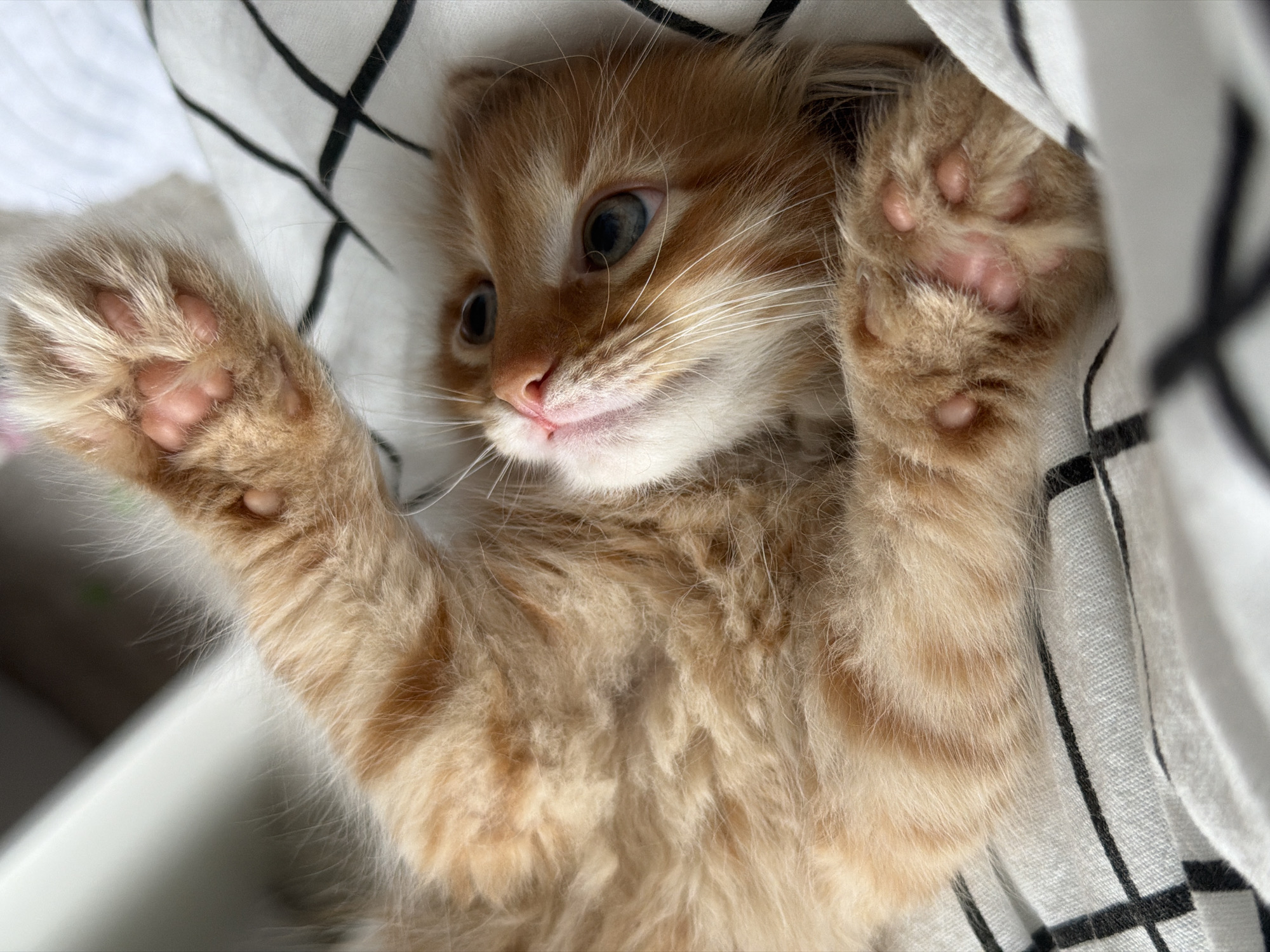 A close-up shot shows a ginger kitten lying on its back, with its paws raised towards the camera. The kitten's face is visible, displaying blue eyes and white whiskers. The background consists of a white fabric with a black grid pattern. The image does not contain any information to associate with Moscow, Russia.