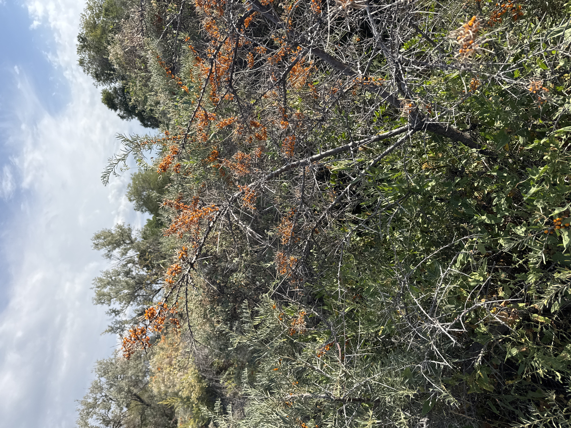 The image shows a close-up of a thorny shrub with small, bright orange berries. The shrub is densely packed with branches and leaves, and the berries are clustered along the branches. In the background, there are other shrubs and trees, and a cloudy sky. The image appears to have been taken outdoors in a natural setting. There are no people or animals visible in the image. The location is identified as the city of Basbeshik, Kyrgyzstan.