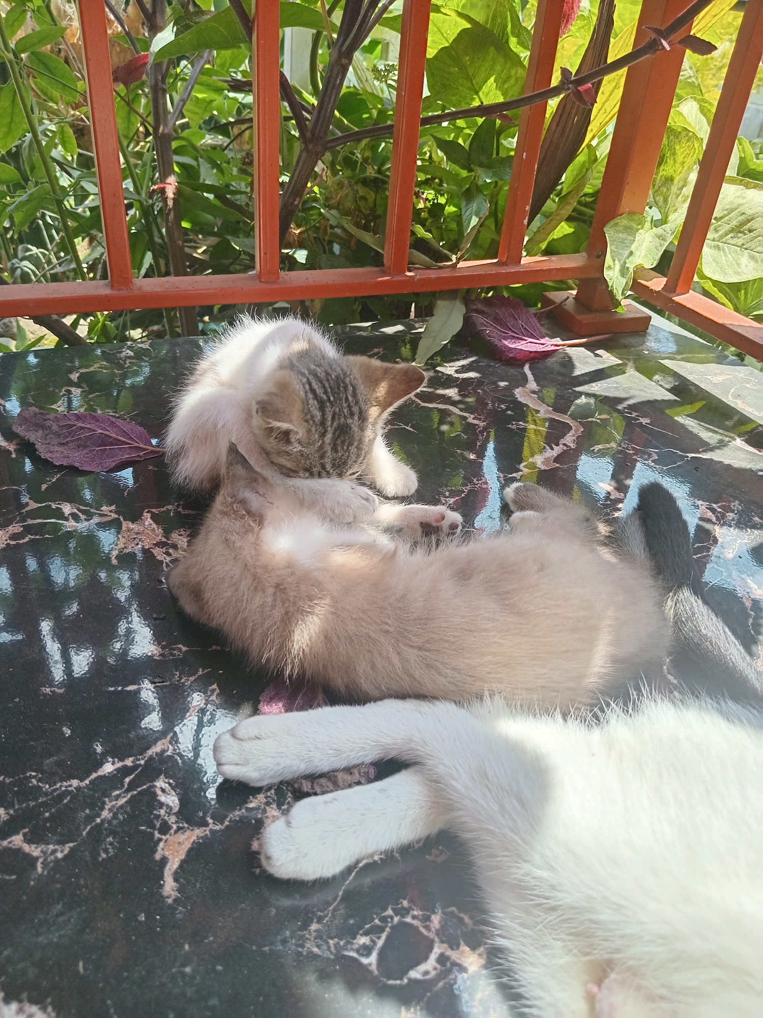 This image captures two cats resting on a dark, marbled surface, possibly a table, outdoors. The scene appears to be in Claket, Indonesia, given the presence of lush green foliage and a vibrantly colored orange railing in the background, characteristic of outdoor spaces in tropical or subtropical regions. One kitten, with a tabby and white coat, is curled up and grooming itself, with its face partially obscured by its paws. Beside it, a second cat, mostly white with some brown or grey markings, is lying on its back, with its paws extended. The lighting suggests it is daytime, with sunlight casting shadows and highlighting the textures of the cats' fur and the reflective surface they are on. The environment is somewhat overgrown, with plants and fallen leaves adding to a natural, relaxed atmosphere.