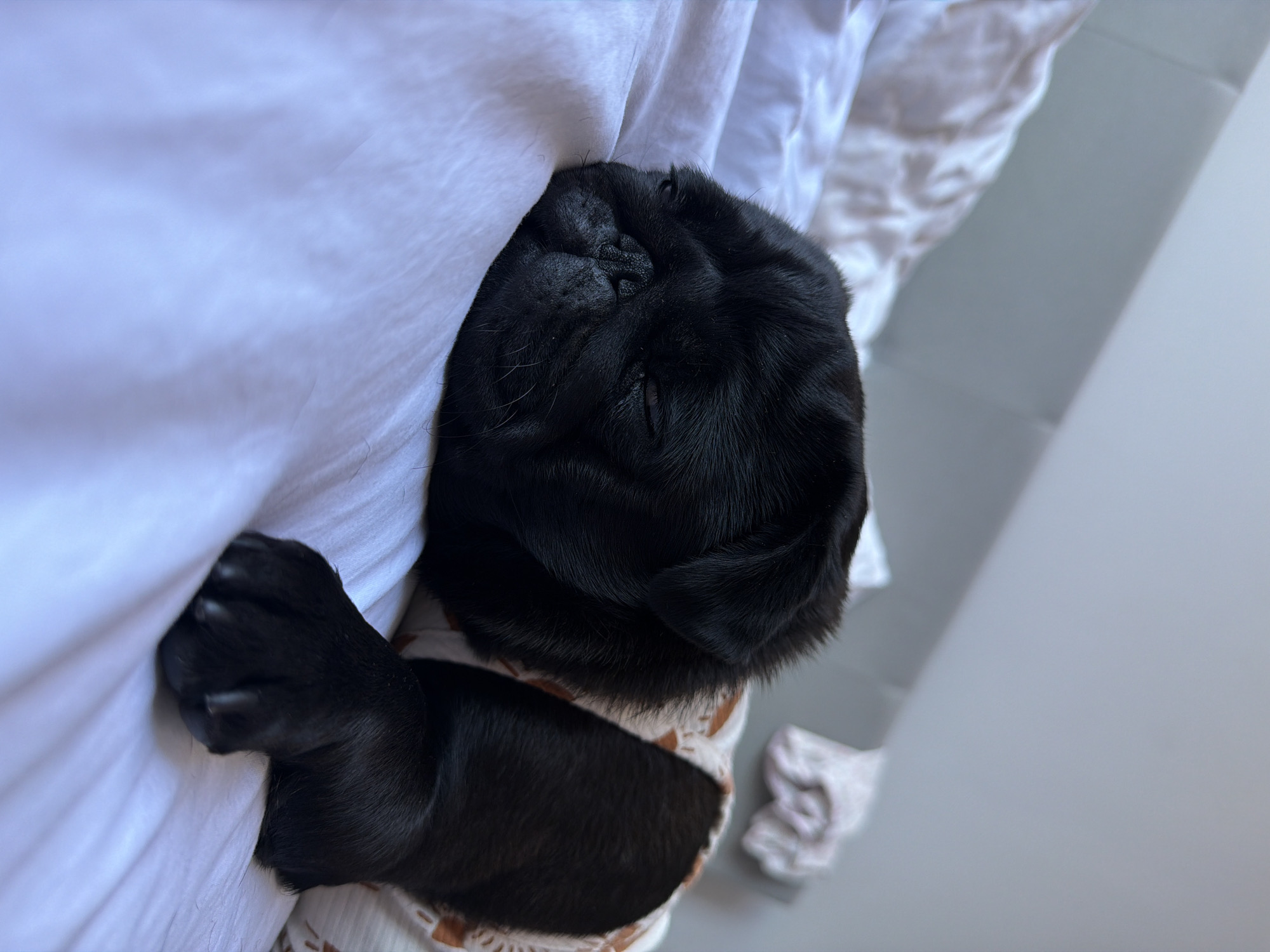 In Sirius, Russia, a black pug puppy is asleep on a white bedsheet. The puppy is wearing a white onesie with a brown pattern. The head of the puppy is to the left of the frame, with its eyes closed and face resting on the sheet. The puppy's front paw is extended towards the right side of the frame, with its claws visible. The background of the image shows a white pillow and a grey wall. The lighting in the image is soft and natural, suggesting it was taken during the day. The scene is peaceful and evokes a sense of comfort and domesticity.