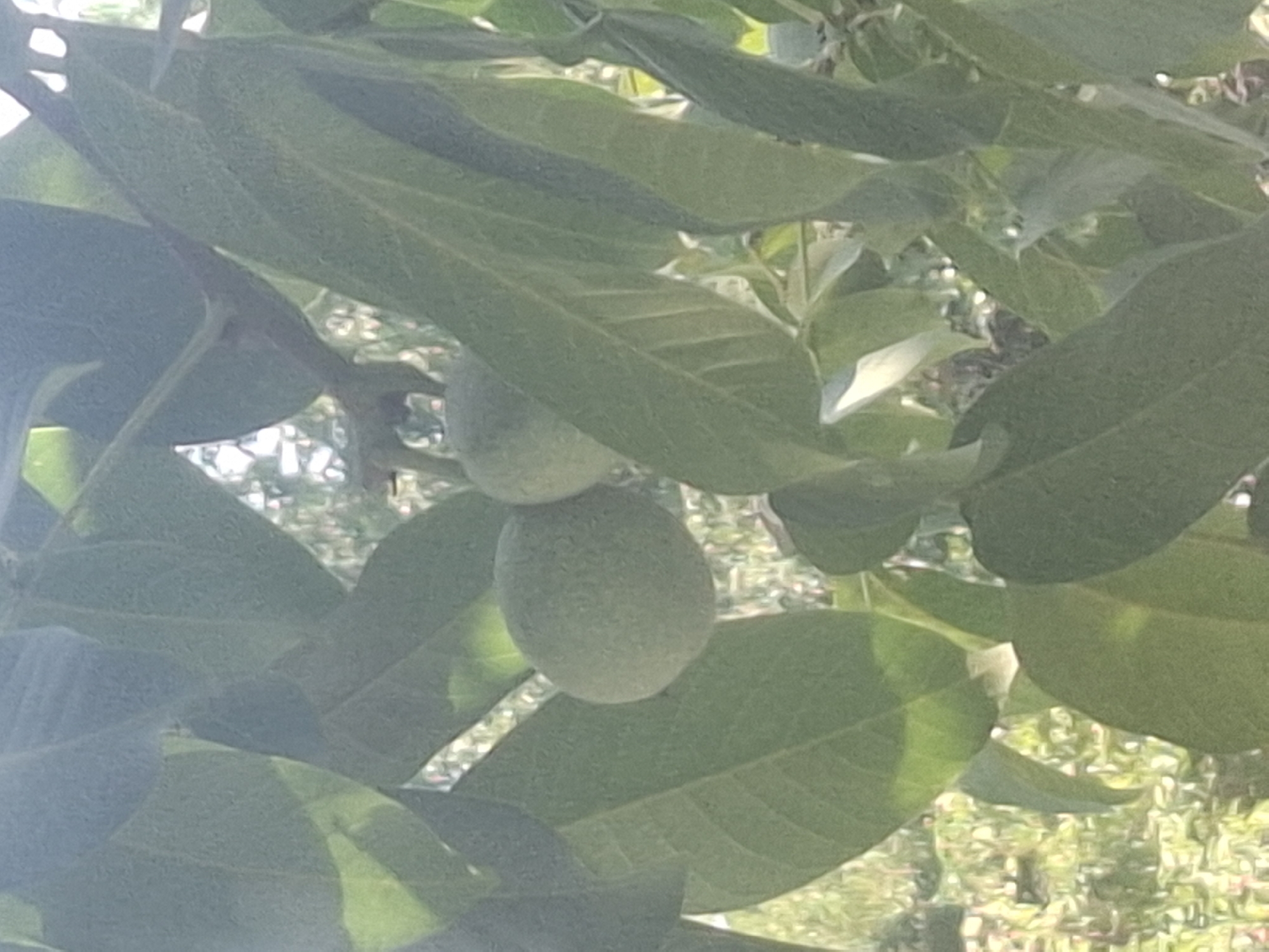 The image depicts a close-up view of green leaves and two immature walnuts on a tree branch. The walnuts are oval-shaped and appear to be covered in a fuzzy outer layer. Sunlight filters through the leaves, creating dappled light and shadow effects. The background is blurred, showing a dense arrangement of foliage and some bright, possibly sunlit areas. The image does not contain any identifiable landmarks or specific details that would allow for pinpointing a location within Almaty, Kazakhstan.