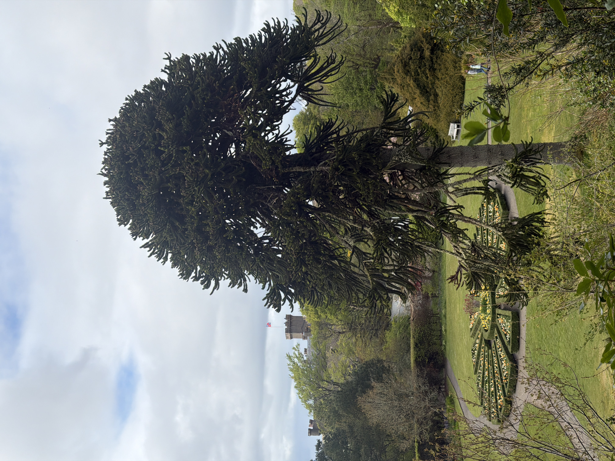 The image shows a garden scene in Dunvegan, United Kingdom. In the foreground, a large monkey puzzle tree dominates the frame, with its distinctive dark green foliage and thick trunk. A path leads through the garden, with manicured hedges, flower beds, and a grassy lawn. In the background, a castle with a flag flying atop one of its towers is visible through the trees. The sky is overcast with white and blue clouds.