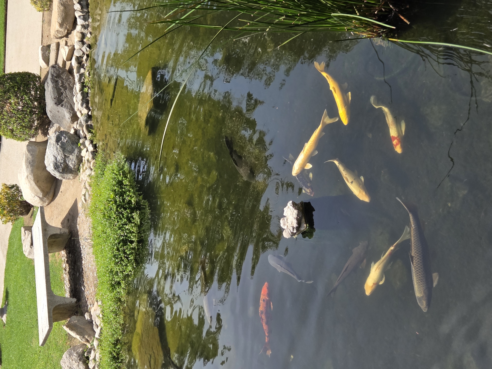 The image shows a pond with several koi fish in Glendale, United States of America. The pond is surrounded by rocks and greenery, with a concrete bench and a grassy area in the background. The water is clear enough to see the fish, which are of various colors including orange, yellow, and dark gray. Some of the fish are swimming near the surface, while others are deeper in the water. There are also some reeds growing along the edge of the pond. The sun is shining, creating reflections on the water.