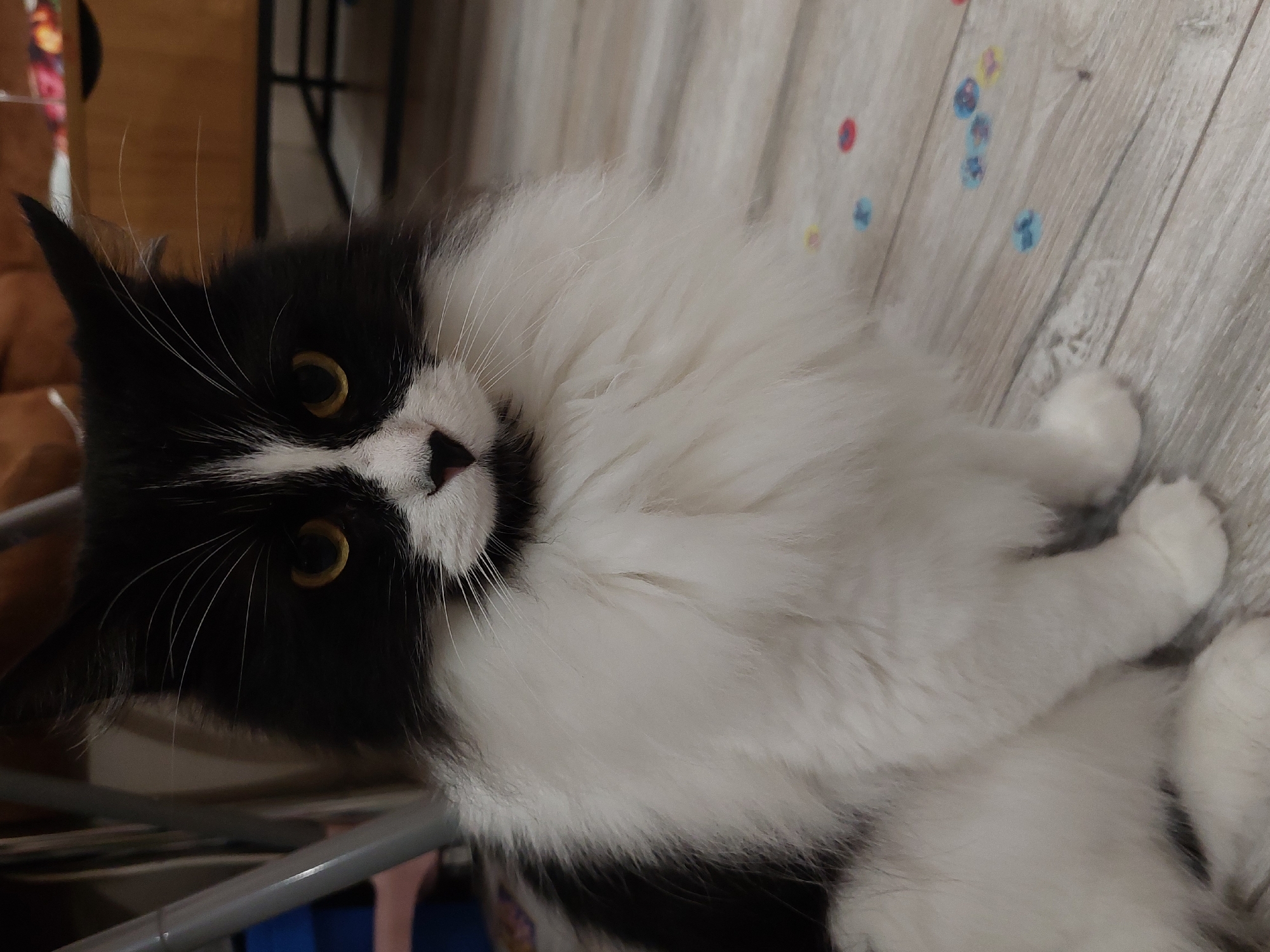 A long-haired, black and white bicolor cat is centered in the frame, sitting upright on a light-colored wooden floor and looking directly at the viewer. The cat's face features prominent amber-yellow eyes, a small black heart-shaped nose, and numerous long white whiskers. Its head and upper body are black, contrasted by a distinct white blaze running down its face and a voluminous white ruff around its neck and chest, which extends to its white paws and lower body. The wooden floor shows a scattering of small, colorful, irregular shapes, predominantly in blue, red, and yellow. The background is out of focus, revealing indistinct elements of an indoor setting, including metallic chair legs on the left and brown wooden furniture with a dark base on the right. The image contains no visual information that indicates a specific city or country, such as Plovdiv, Bulgaria.
