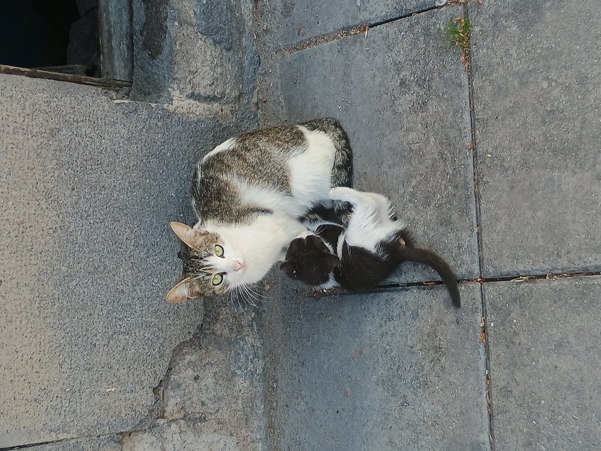 The image depicts an adult cat and a kitten on a gray, paved surface, possibly a sidewalk or plaza. The adult cat is mostly white with patches of gray and brown. It is looking directly at the camera with green eyes. The kitten is primarily black with white patches and is lying next to the adult cat. A section of stone steps and a wall are visible on the left side of the frame. A few small weeds are growing between the paving stones on the right side of the image. The location is an unknown city.
