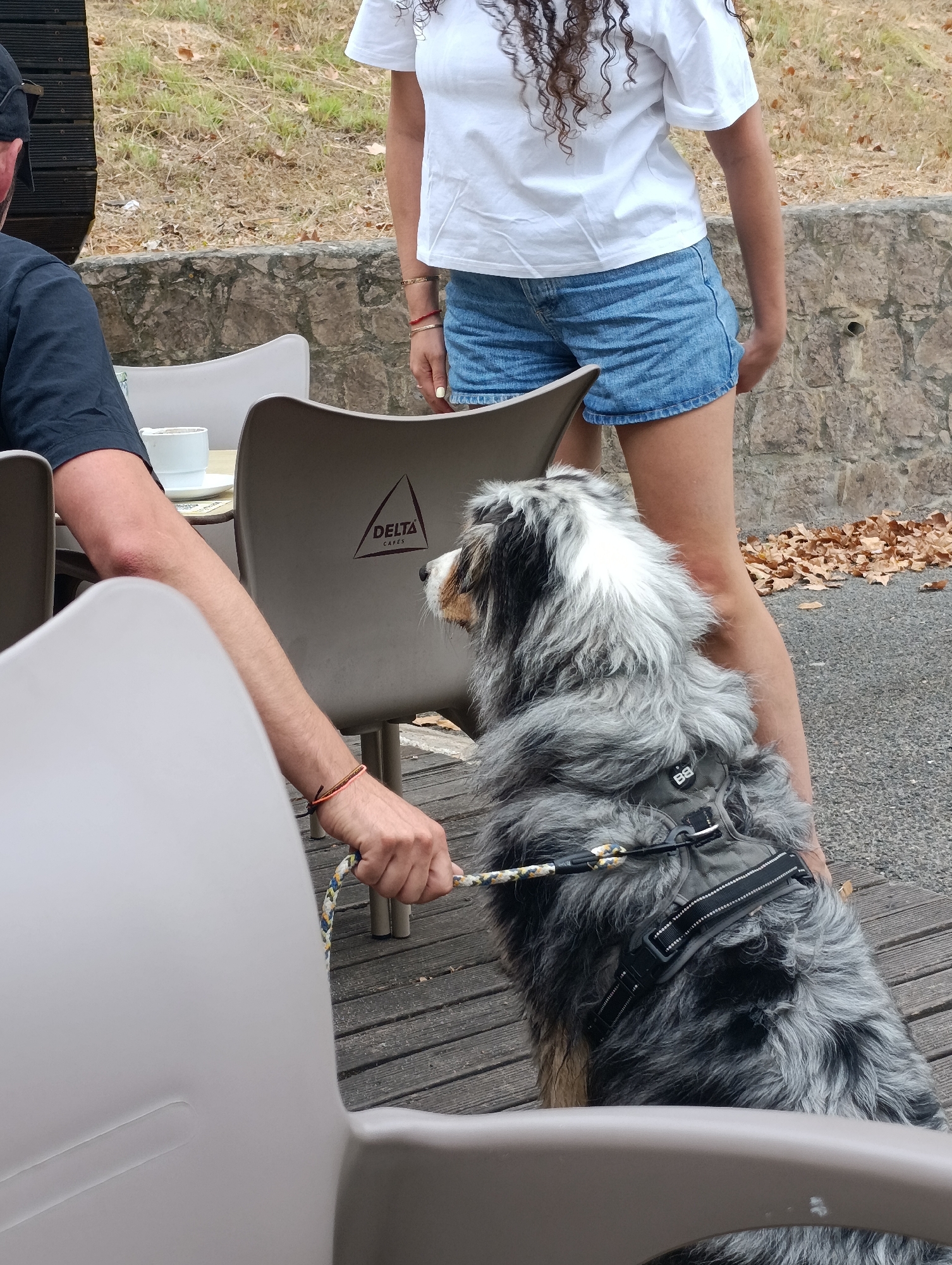 A medium shot captures an outdoor cafe scene with a person's arm and hand holding a dog's leash. The hand is adorned with thin, colorful bracelets. The dog, a shaggy Australian Shepherd with black, white, and gray fur, wears a dark harness. In the background, a woman in a white t-shirt and denim shorts stands, with her long, curly brown hair visible. The setting features stone walls, dry grass, fallen leaves, and wooden planks, suggestive of a weathered, possibly historic, outdoor seating area. The image is taken from a seated perspective, looking towards the dog and the woman. The overall impression is of a casual moment outdoors, potentially in Setúbal, Portugal, given the mention of Delta Cafes on a chair, a brand commonly found in Portugal.