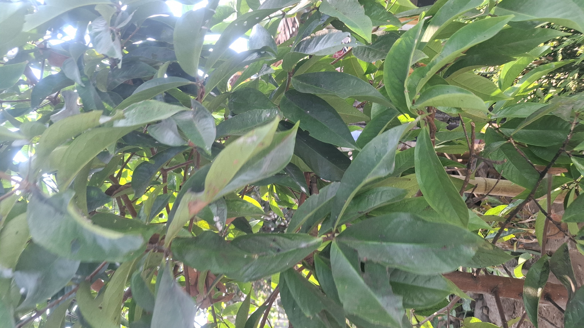 The image shows a close-up view of lush green foliage, likely from a tree or shrub, with sunlight filtering through the leaves. The leaves are varied in size and shape, with some showing slight discoloration or damage. Brownish stems and branches are visible amongst the leaves. In the background, out-of-focus elements suggest an outdoor environment, possibly with a hint of a roofline and some bamboo structures. The scene appears to be a natural setting within a residential or semi-rural area, consistent with the context of Rahong, Indonesia. There are no people or animals visible in the image.