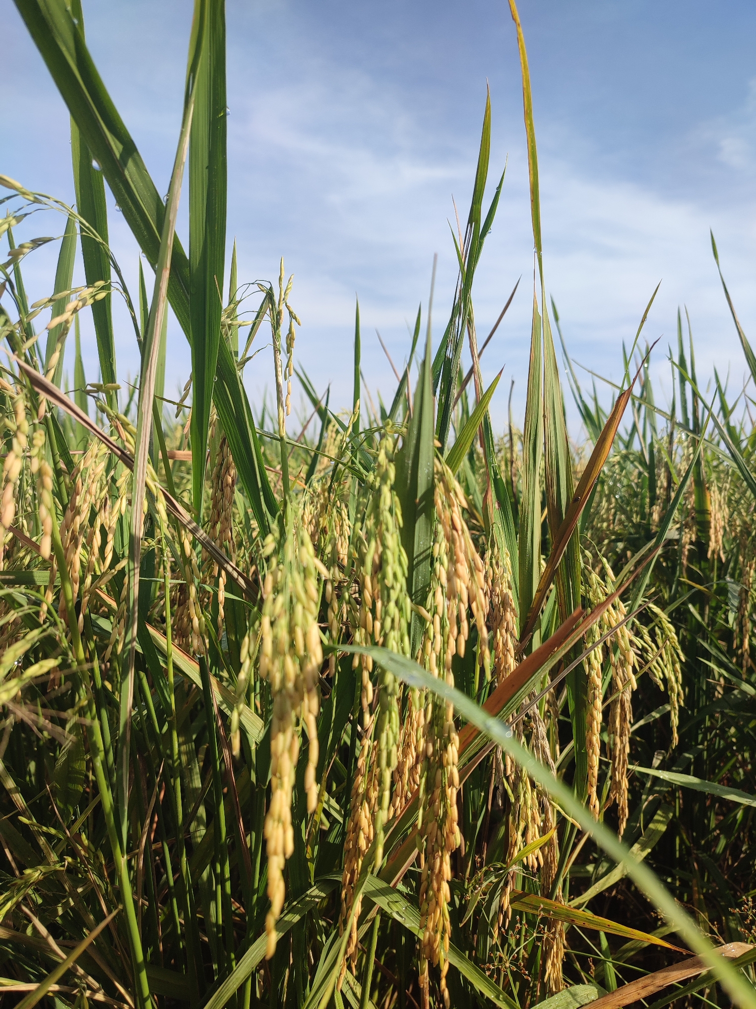 The image depicts a rice paddy field in Kruengmanyang, Indonesia. Mature rice stalks laden with grains hang heavy, with the grains transitioning from green to gold. The stalks are interspersed with green leaves of varying heights. A few leaves are browned or dried out. The background shows a blue sky with scattered clouds.