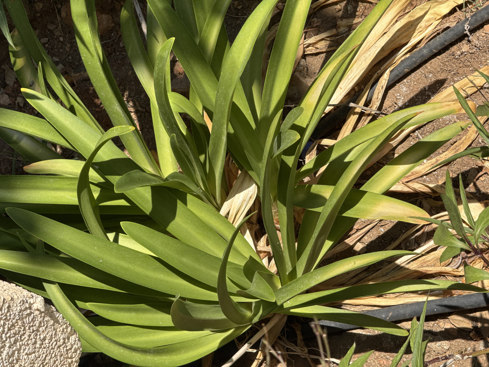 An overhead, medium shot captures a clump of vibrant green, strap-like leaves of an Amaryllis plant, casting sharp shadows across the dry, brown soil in Fethiye, Turkey. Some of the lower leaves show signs of browning and wilting, suggesting a need for water. A textured, light-colored wall or building foundation is visible in the upper left corner, with a dark, flexible pipe running horizontally through the scene amongst the foliage and soil. The lighting indicates it is daytime, with direct sunlight creating strong contrasts and highlights on the plant.