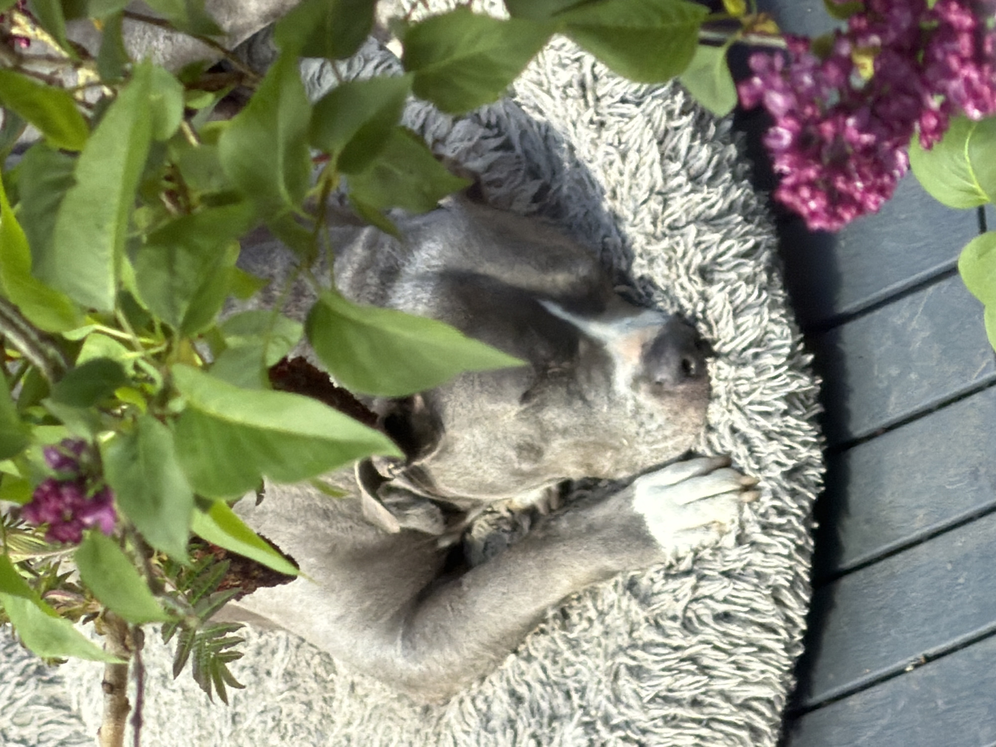 A gray dog rests curled up in a fluffy gray dog bed outdoors, positioned on a gray deck made of planks. To the left, green leaves obscure part of the scene. To the right, purple flowers partially frame the dog. The location is likely a residential outdoor space but the city of Esch-sur-Alzette, Luxembourg is not evident from the image.