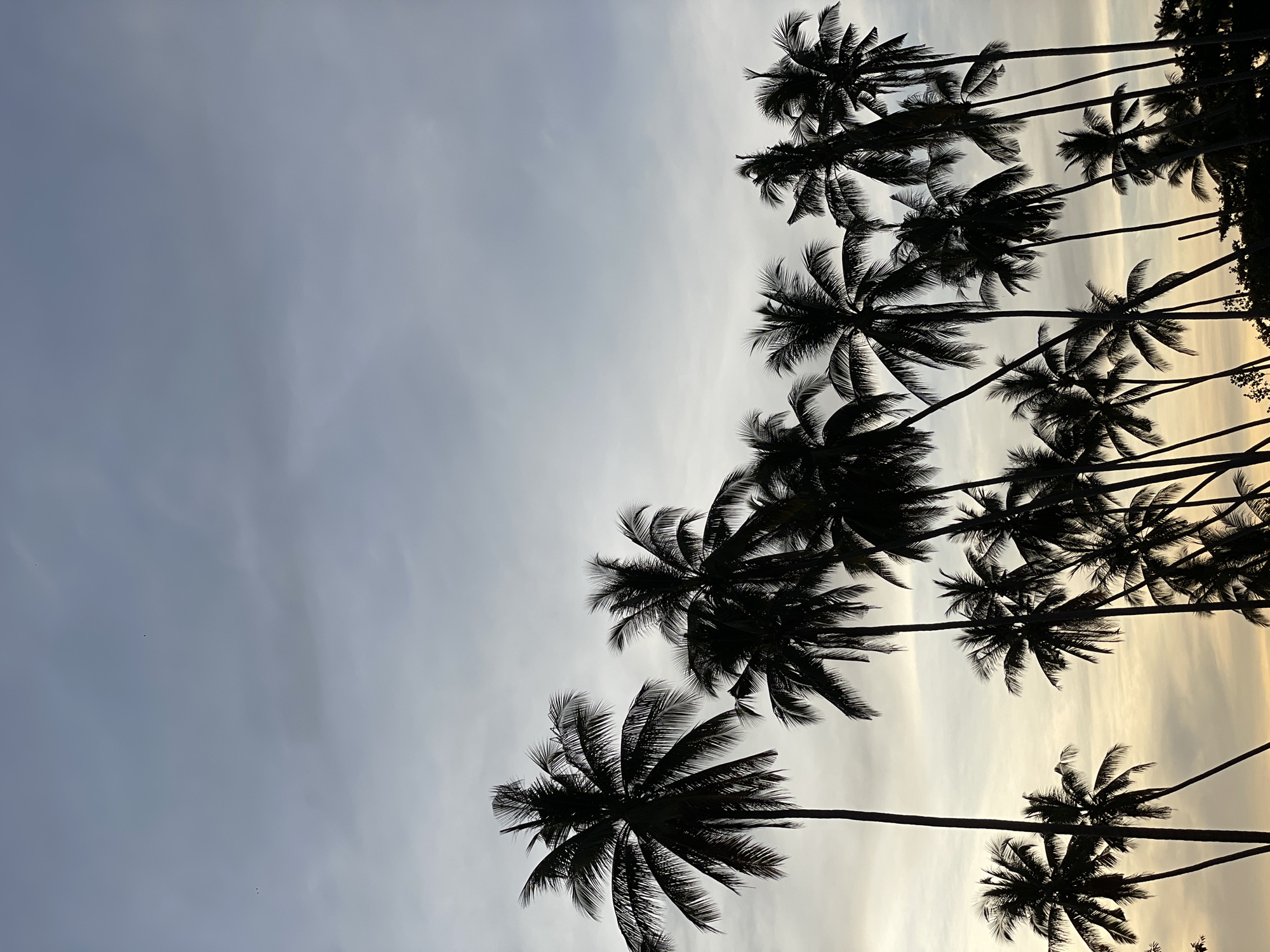 A low-angle shot shows a dense line of palm trees against a sky gradient in Baan Taling Ngam, Thailand. The palm trees are silhouetted in dark shades, their fronds prominently featured. The sky transitions from a blue-gray on the left to a lighter, possibly sunset-hued, area towards the right edge of the frame. There are no people visible.