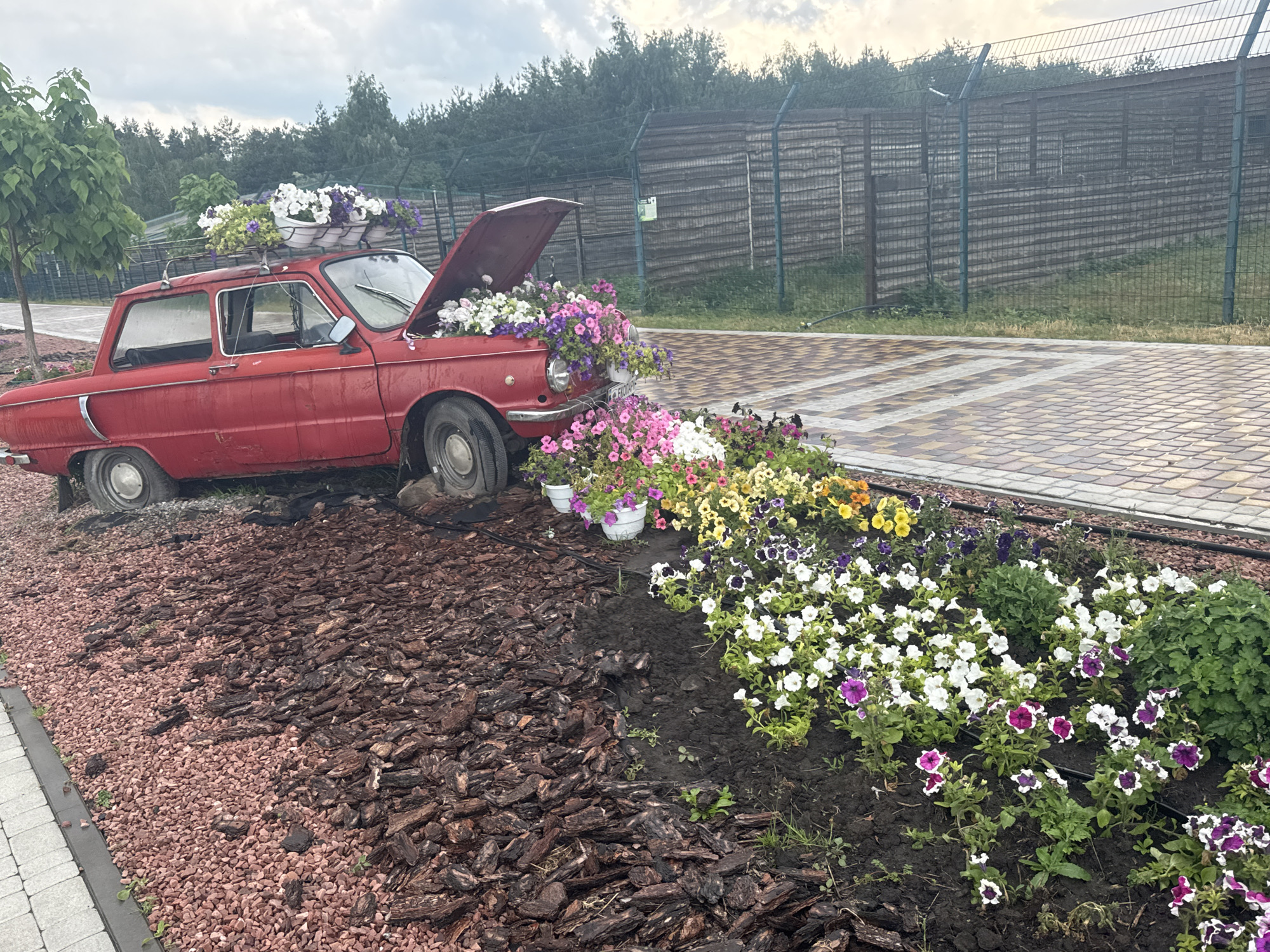 This is a medium shot, eye-level, outdoor photograph taken in Zaliznychne, Ukraine, on a cloudy day. The foreground is dominated by a red vintage car, possibly a Soviet-era model, with its hood open. The car is decorated with an abundance of colorful flowers, including white, purple, and pink petunias, placed both in pots on the car's roof and overflowing from the engine compartment. The car is parked on a surface covered with reddish gravel and dark wood chips. To the right of the car, a flowerbed extends, showcasing a vibrant display of white, purple, pink, and yellow petunias, interspersed with green foliage. A paved walkway, made of interlocking square tiles in shades of beige and gray, runs parallel to the flowerbed and car. In the background, a wooden fence borders a green, grassy area, and beyond that, a dense line of trees forms the horizon. A chain-link fence runs along the top of the wooden fence. The overall scene appears to be an artistic floral arrangement, possibly a roadside attraction or a decorative garden feature.