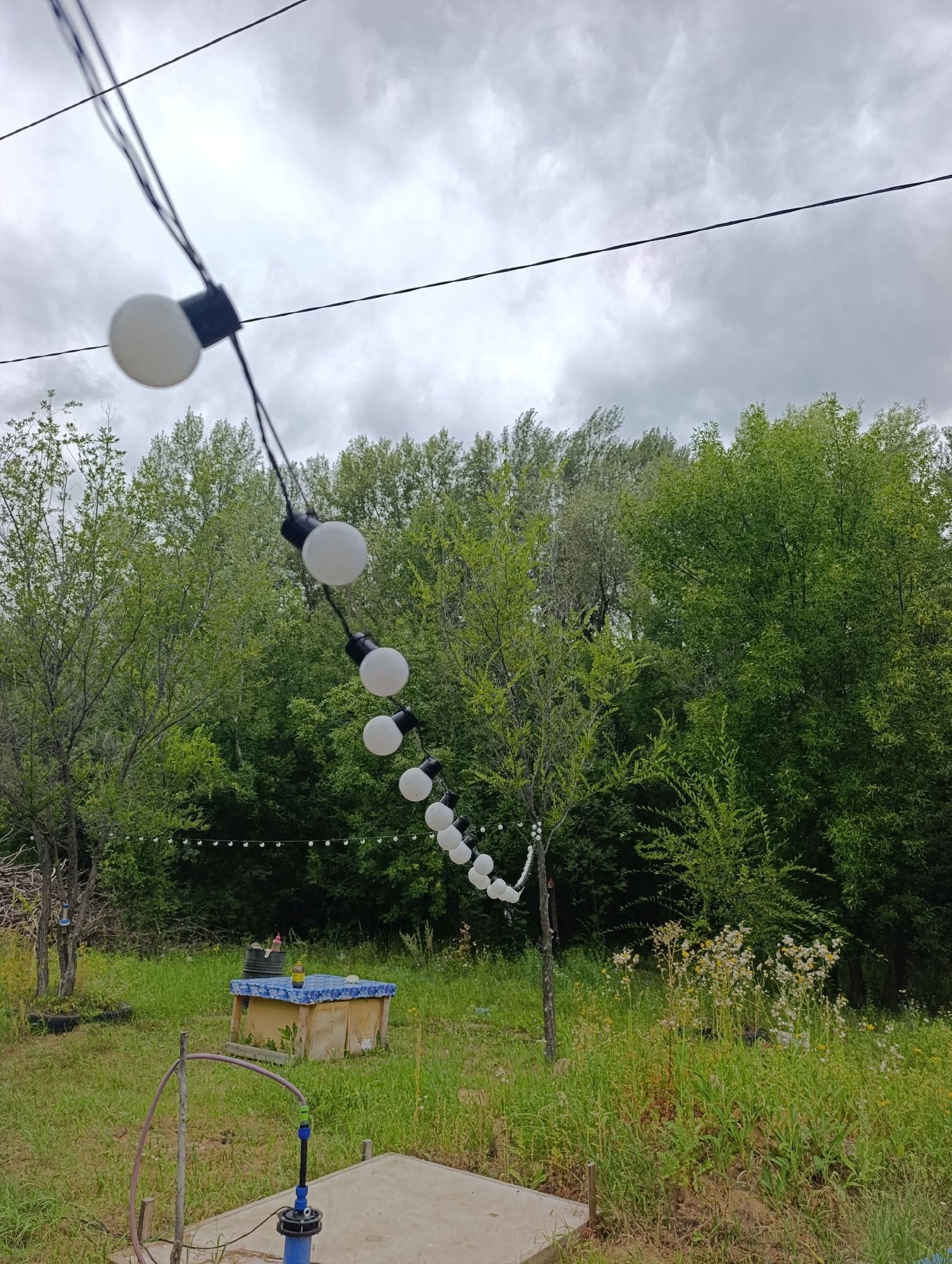 The image depicts an outdoor scene under a cloudy sky. In the foreground, a string of white globe lights hangs from wires stretched across the frame. The lights are partially obscured by the wires and are seen in various stages of focus. Below the lights, a lush green landscape is visible, with trees and grass. In the mid-ground, there's a wooden structure with a blue top and a yellow bottle on it, positioned amidst tall grass and some wildflowers. To the left, a hose and a blue pump device are visible on a concrete surface, with a thin metal pole supporting the hose. The background is dominated by dense green trees. The location is identified as Dimitrovskii, Russia.
