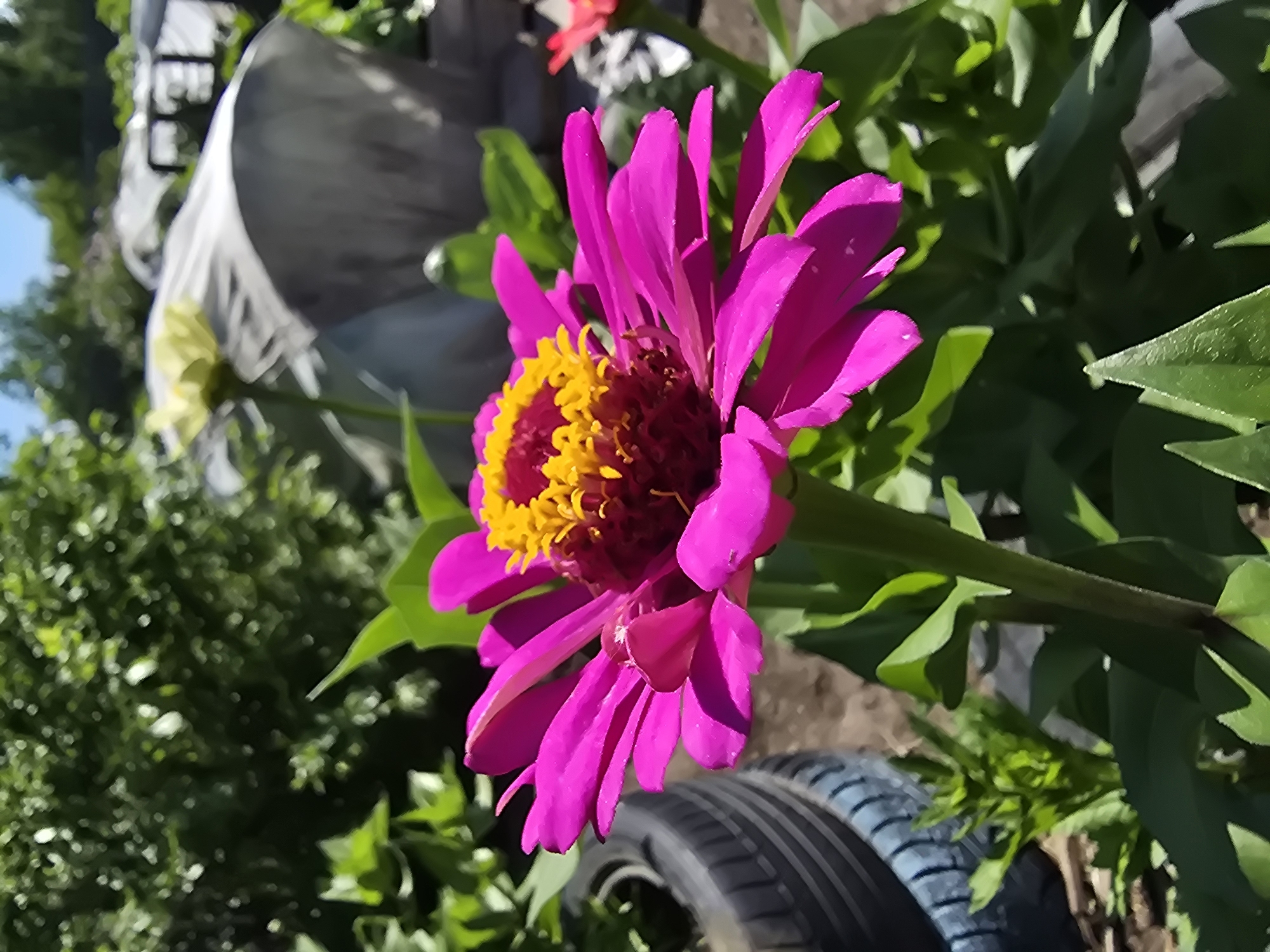 A close-up, vertical shot captures a vibrant, fully bloomed pink zinnia flower with a bright yellow center. The zinnia is in focus, its petals fanned out and slightly curled. In the background, blurred foliage and a light-colored object, possibly a covered garden bed or structure, are visible under a clear blue sky. To the left of the zinnia, a portion of a black tire is visible. The scene appears to be an outdoor garden in the city of Ермолаево, Russia.