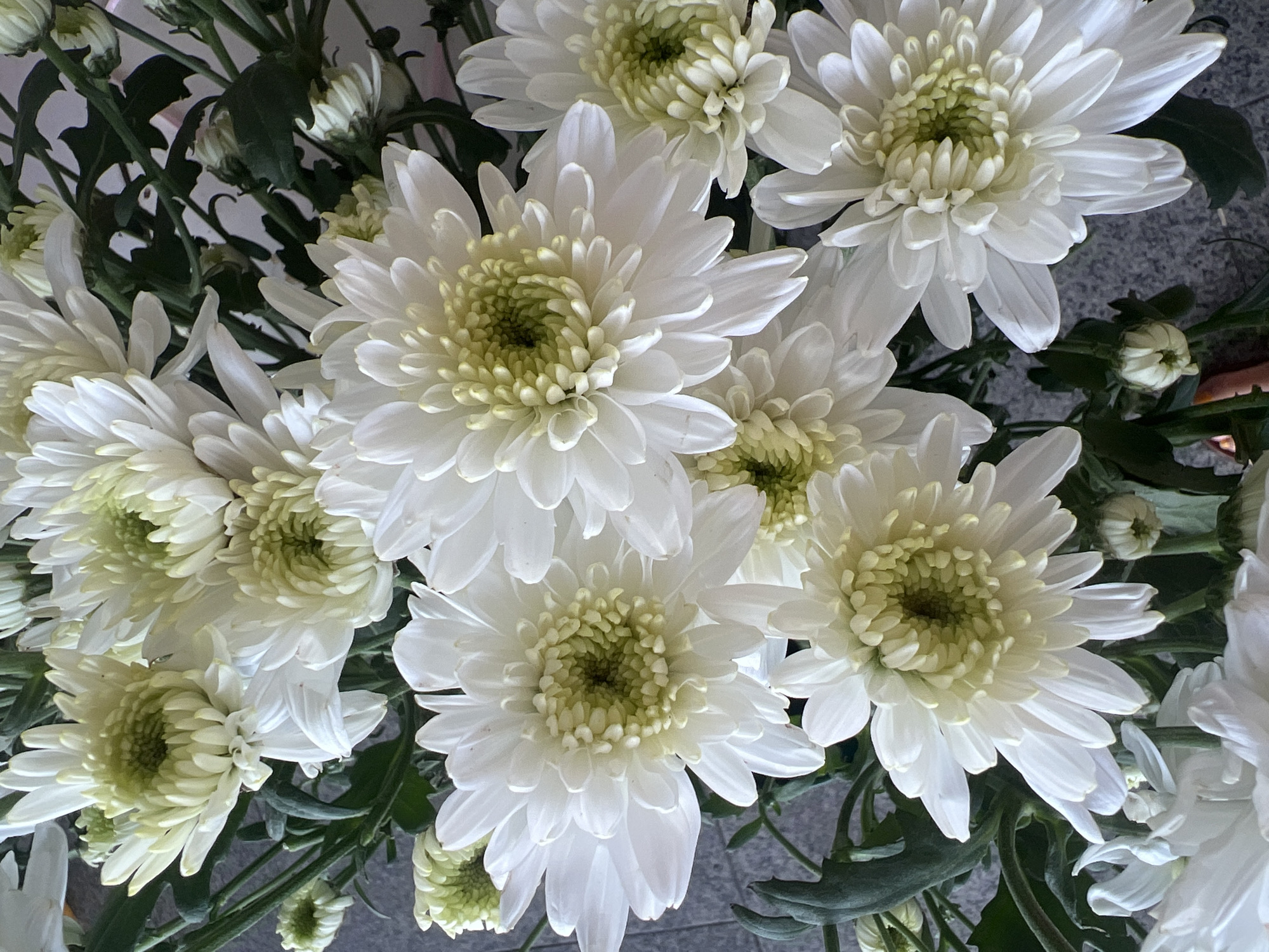 A bouquet of white chrysanthemums is displayed against a grey, speckled surface, possibly a floor or tabletop. The flowers are in various stages of bloom, with some fully open and others still budding. The petals are delicate and layered, creating a soft, textured appearance. Green stems and leaves are visible throughout the bouquet, adding contrast to the white blooms. One of the flowers in the foreground has a slightly yellow-green center, while others are more purely white. The lighting appears natural, casting soft shadows and highlighting the details of the petals. There are no people visible in the image. The setting does not provide any specific visual cues to identify its location within Netanya, Israel.