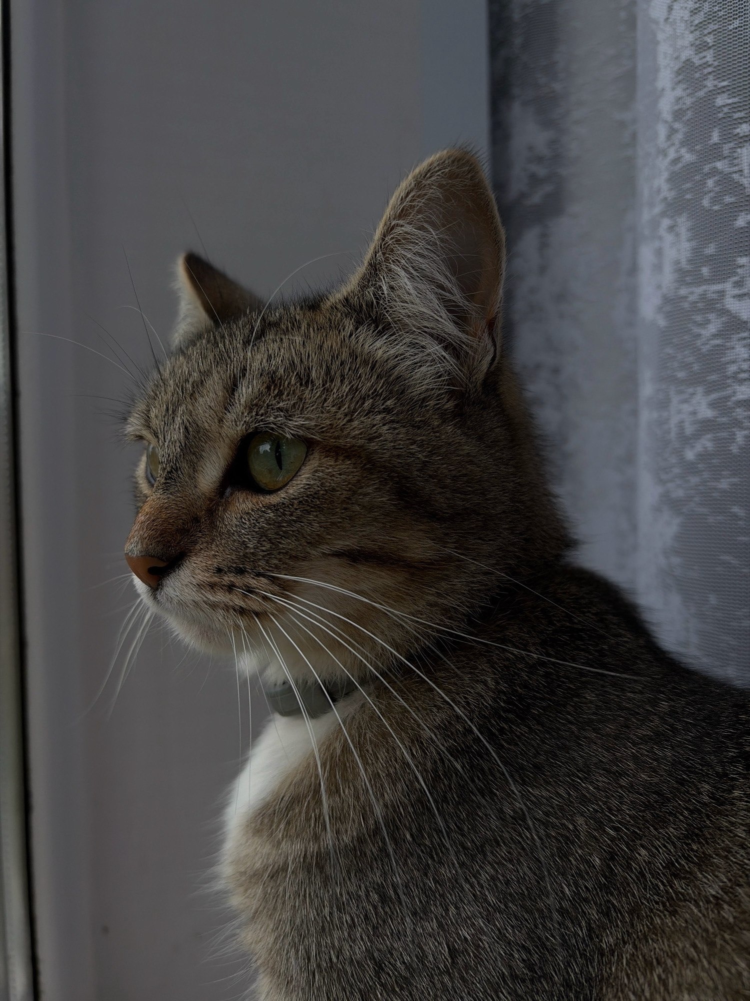A close-up profile shot shows a tabby cat with green eyes looking to the left. The cat has a grey collar and white fur on its chest. It is positioned near a window with sheer white curtains. The background is out of focus, appearing as muted grey and white tones. The scene is likely indoors, possibly in a residential setting. The image does not provide any information to determine its location in the city of Olkhovka, Russia.