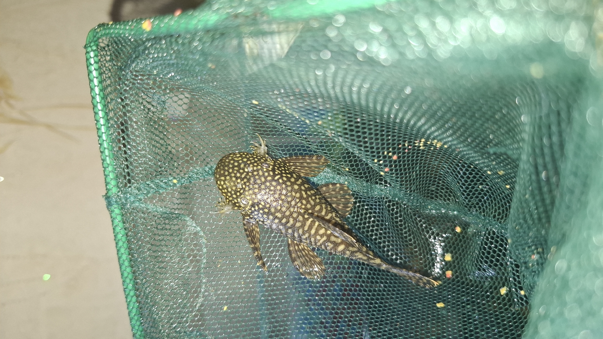 The image shows a plecostomus fish caught in a green fishnet. The fish is brown with yellow spots and has a distinctive flattened body shape. It is partially submerged in water, and the net is filled with tiny colorful particles, possibly food or debris. The background is blurred, but appears to be an indoor setting with some lighting effects creating bokeh. There is no indication of the location being in Shymkent, Kazakhstan or any specific city.