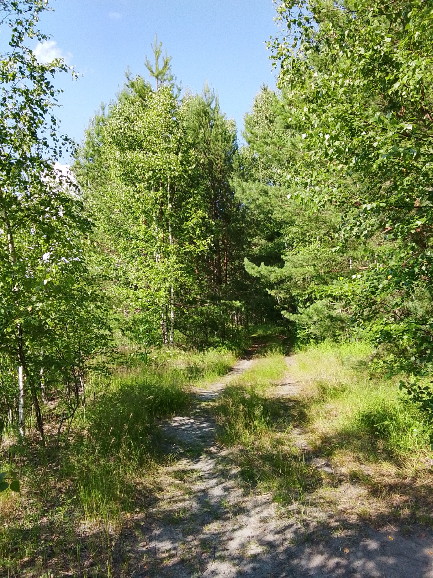 The image shows a dirt road winding through a forest. The trees are predominantly deciduous, with a mix of birch and other leafy varieties, interspersed with pine trees. Lush green grass and foliage line the sides of the road, with dappled sunlight filtering through the canopy. The sky is a clear, bright blue with a few wispy white clouds. The scene appears to be set in a natural, undeveloped area, possibly on the outskirts of a settlement. Without further information, it is impossible to confirm or deny the location as 1-Go Maya, Russia. There are no people or animals visible in the image.