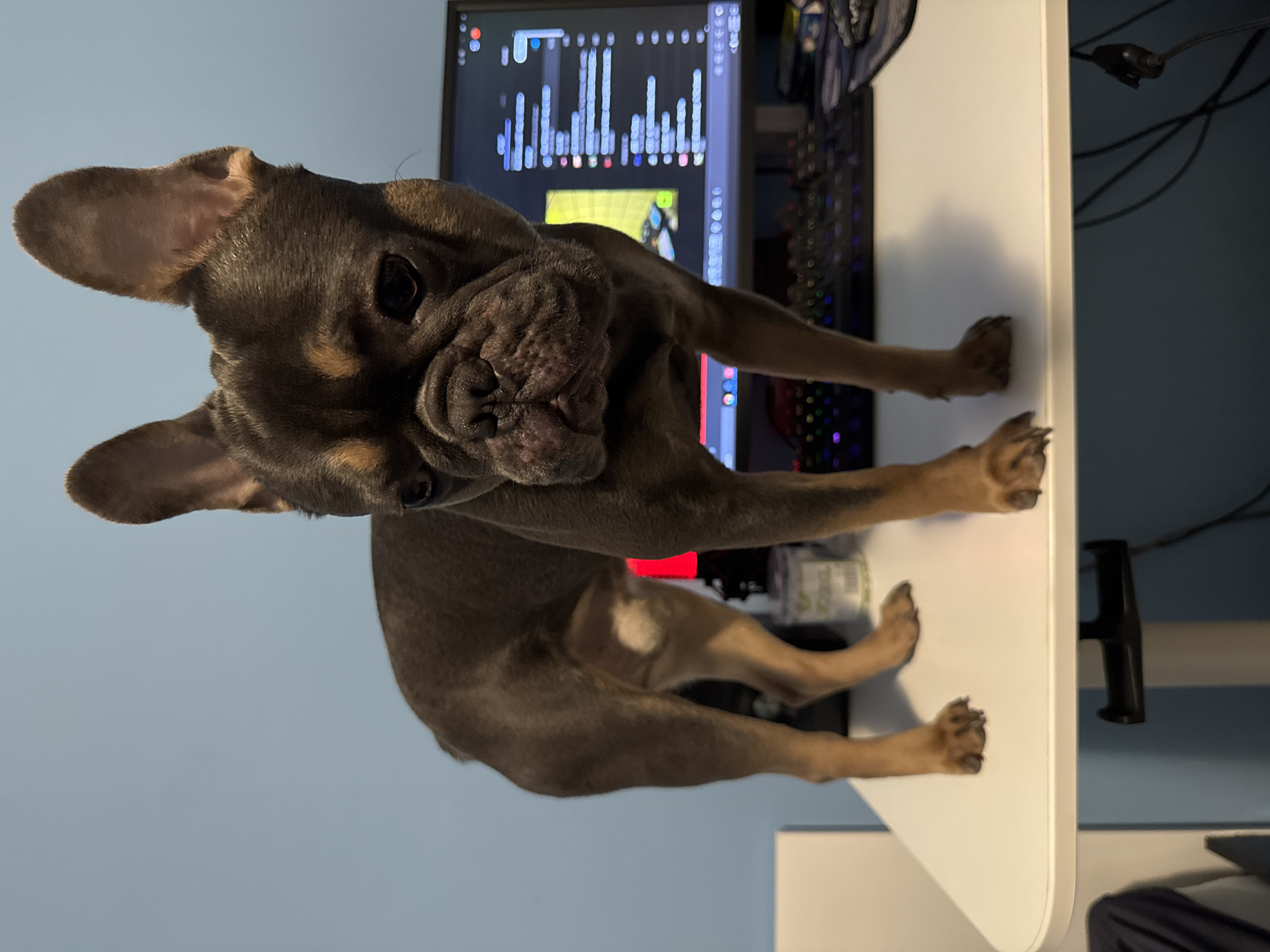 A brown French Bulldog is sitting on a white desk, facing the camera. The dog is positioned near a computer monitor displaying various data. A keyboard and other computer peripherals are also visible on the desk. The background includes a blue wall. The location is not provided and cannot be determined from the image.