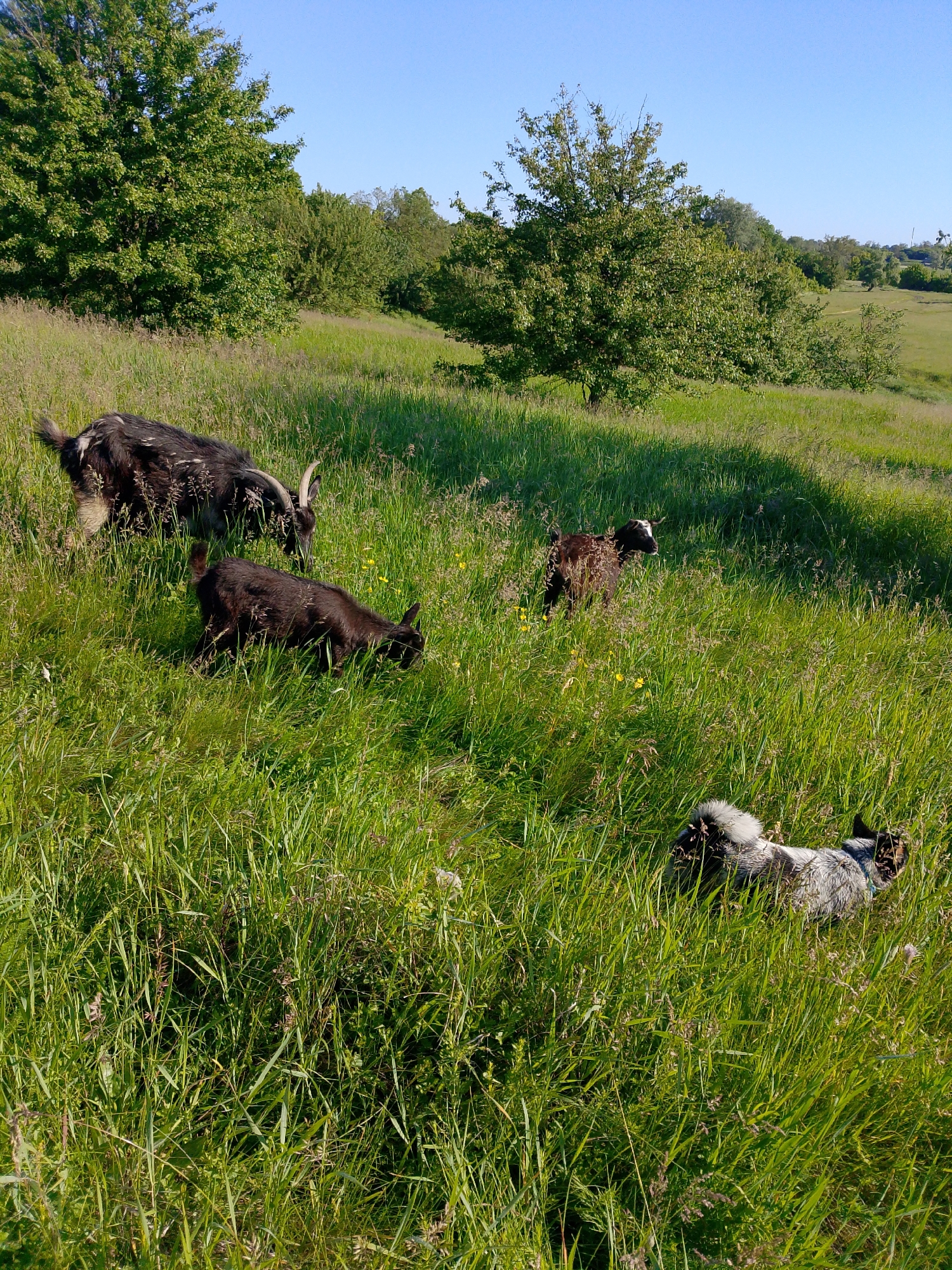 The image depicts a rural scene in Unknown, Unknown, with a field of tall green grass under a clear blue sky. Four goats are scattered within the field. In the upper left, a large, dark-colored goat with horns is grazing. A smaller, dark-colored goat is also eating. Another small goat is positioned. A fourth goat, with a grey, lies at the bottom right, nestled within the grass. Trees are visible in the background.
