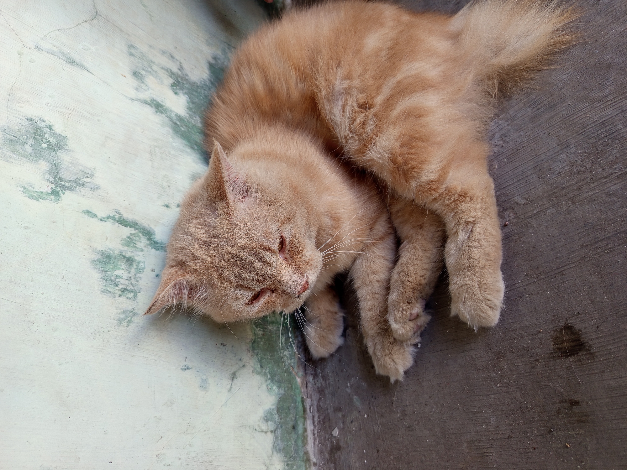 An orange tabby cat is lying on a gray concrete floor, next to a light green wall with greenish-blue mold stains. The cat is curled up with its front paws tucked underneath its chest. Its eyes are partially closed, and its head is bowed, suggesting it may be sleeping or resting. The cat's fur is long and fluffy, with faint tabby stripes visible. The wall behind the cat appears to be an exterior wall, possibly of a building in Tebel, Indonesia, as indicated by the presence of mold and the overall utilitarian appearance of the environment. The concrete floor shows some dirt and minor debris. The lighting is natural, casting soft shadows.