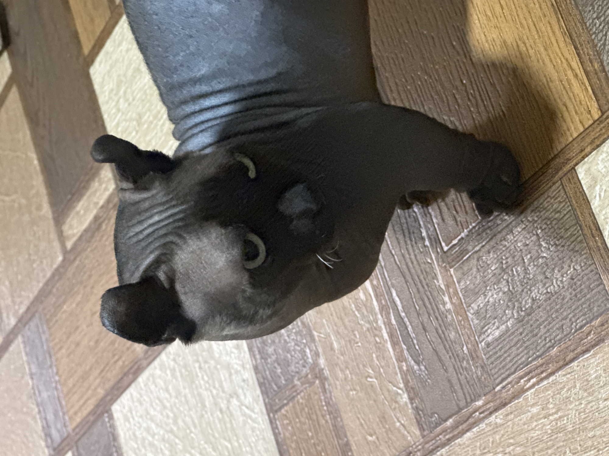 The image shows a close-up, angled shot of a dark-colored, hairless cat lying on a wooden floor. The cat's head is prominent, with its eyes open and looking towards the camera. Its skin has visible wrinkles, particularly on its head and neck. The cat has large ears, one of which is partially obscuring its face. A few white whiskers are visible on its muzzle. The floor appears to be made of laminate or wood planks with a wood-grain pattern. The lighting suggests an indoor setting, possibly with overhead lights. The cat's expression is neutral. There is no visible text in the image.
