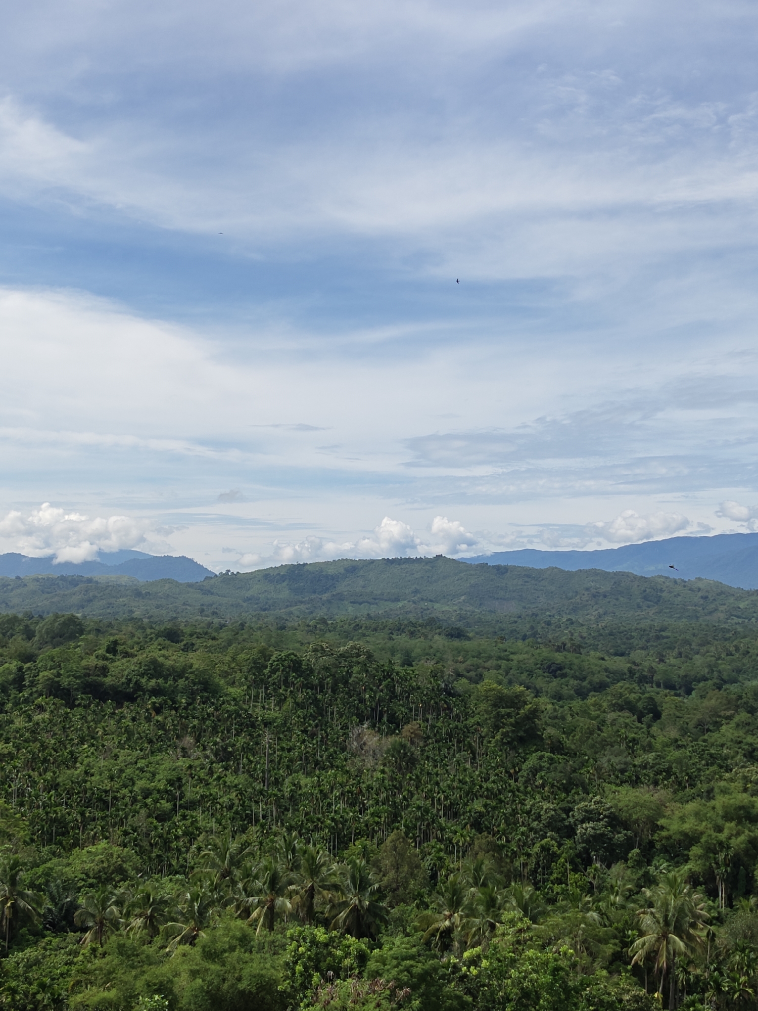 A wide shot depicts a dense tropical forest in Lambarotunong, Indonesia, under a partly cloudy sky. The foreground is dominated by a sea of green trees, including palm and areca nut trees. The foliage is lush and varied, indicative of a rainforest environment. In the mid-ground, rolling hills covered in forest extend into the distance. Mountains are visible on the horizon, partially obscured by clouds. The sky is a mix of blue and white, with scattered cumulus clouds. Several small birds are visible flying high in the sky.