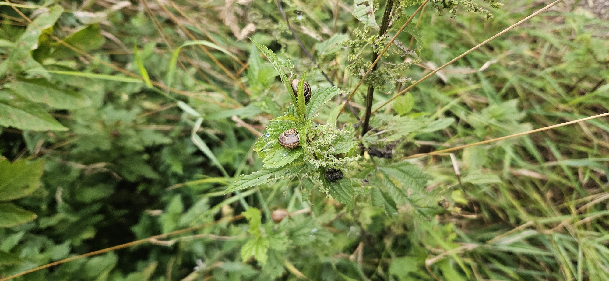 The image shows a close-up view of green vegetation, likely in a natural or semi-natural setting. Two snails are visible on the leaves of a plant. One snail is centrally located on a leaf, and another is slightly to the right and lower down. The surrounding environment is dominated by lush green foliage and some dry grass stalks. The lighting suggests it is daytime. The image does not contain any elements that would indicate a specific location within the city of Vitsebsk, Belarus.