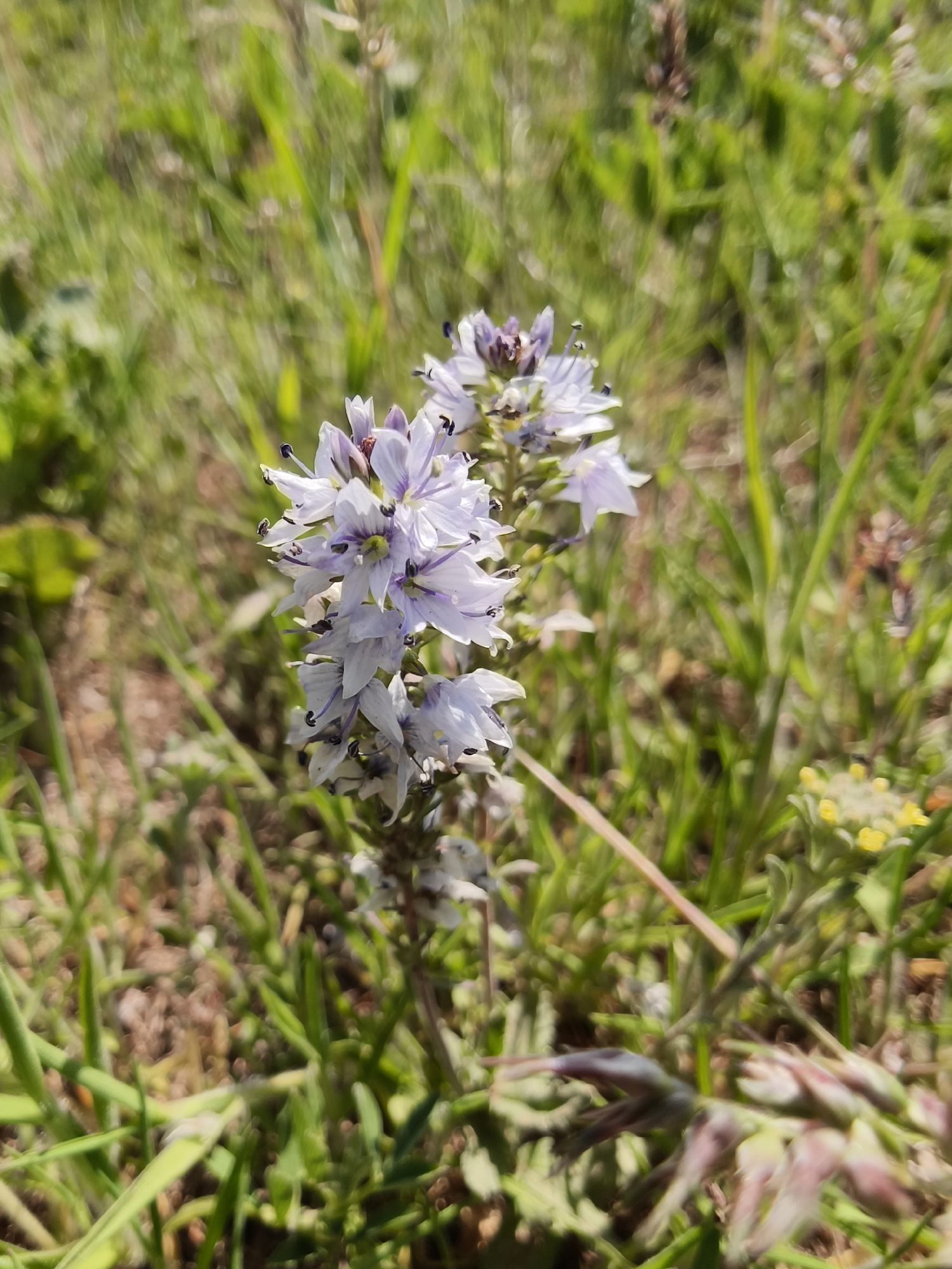 The image shows a cluster of purple and white flowers with prominent stamens in a field of green grass. The location is Kryvyi Rih, Ukraine. The focus is on the flowers, with the background grass appearing blurred. There are other plants nearby, including a small patch of yellow flowers and some reddish-brown seedheads.