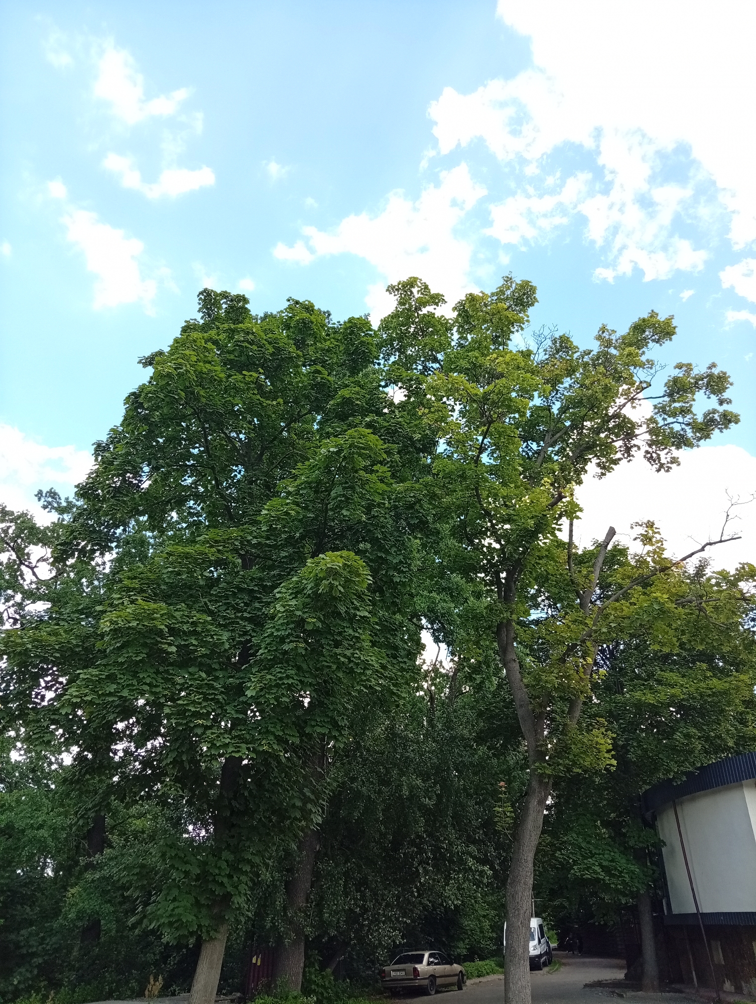 In the city of Unknown, Unknown, on a bright day with a blue sky and scattered white clouds, a large tree with lush green foliage dominates the foreground. To the right of the tree, a building with a white exterior and a dark, curved roofline is partially visible. A paved road runs alongside the building and tree, with a light-colored car parked on the left side of the road. A white van is also visible further down the road. Several other trees with dense green leaves are present in the background, suggesting a park or wooded area. The overall scene depicts a tranquil outdoor setting.