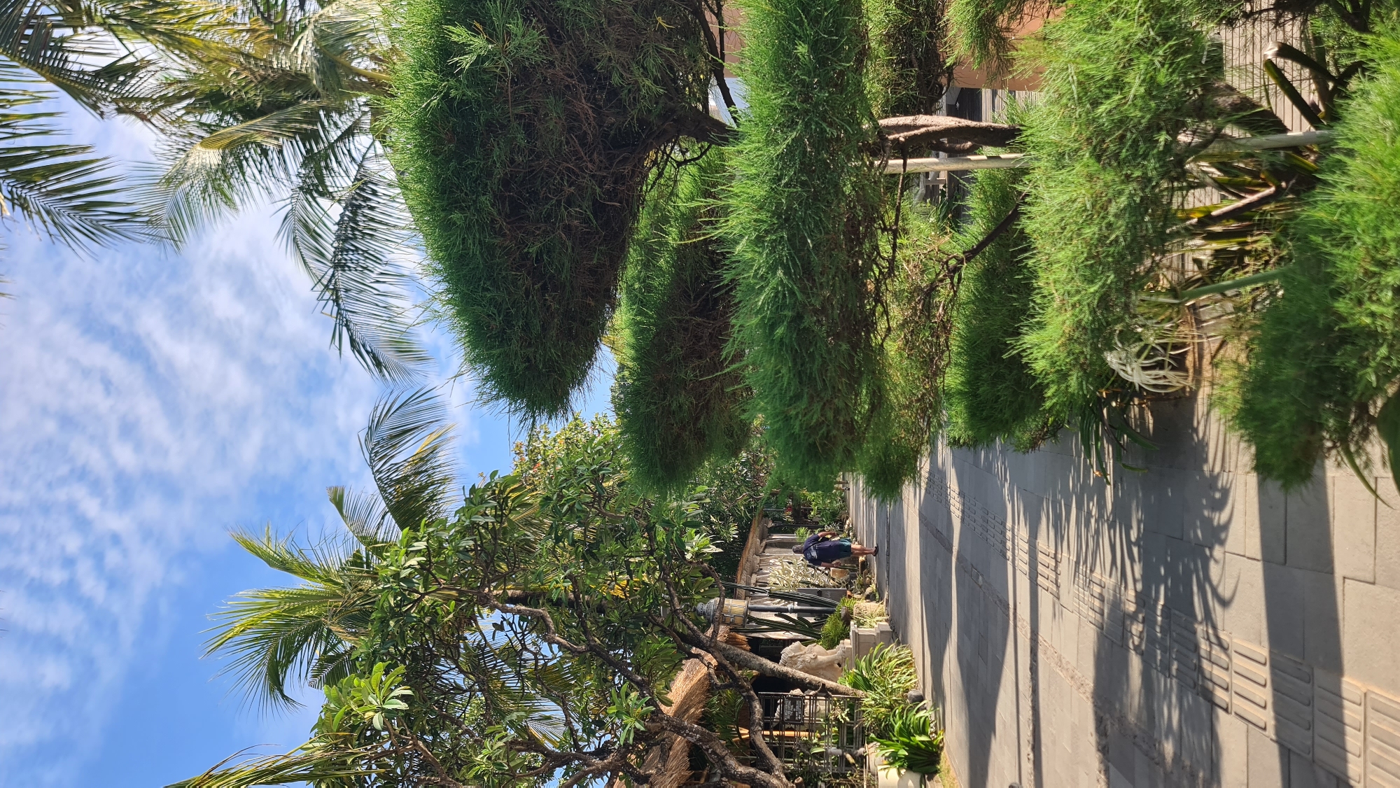 This image depicts a sunny day scene on a paved pathway in Denpasar, Indonesia. The pathway is lined with lush green vegetation and trees, including palm trees and a meticulously trimmed pine tree on the right. On the left side of the path, there are buildings with thatched roofs and some decorative statues. A single individual, wearing a dark blue t-shirt and shorts, walks away from the camera down the pathway. The sky is a clear blue with scattered white clouds. The lighting suggests it is daytime, likely morning or afternoon.