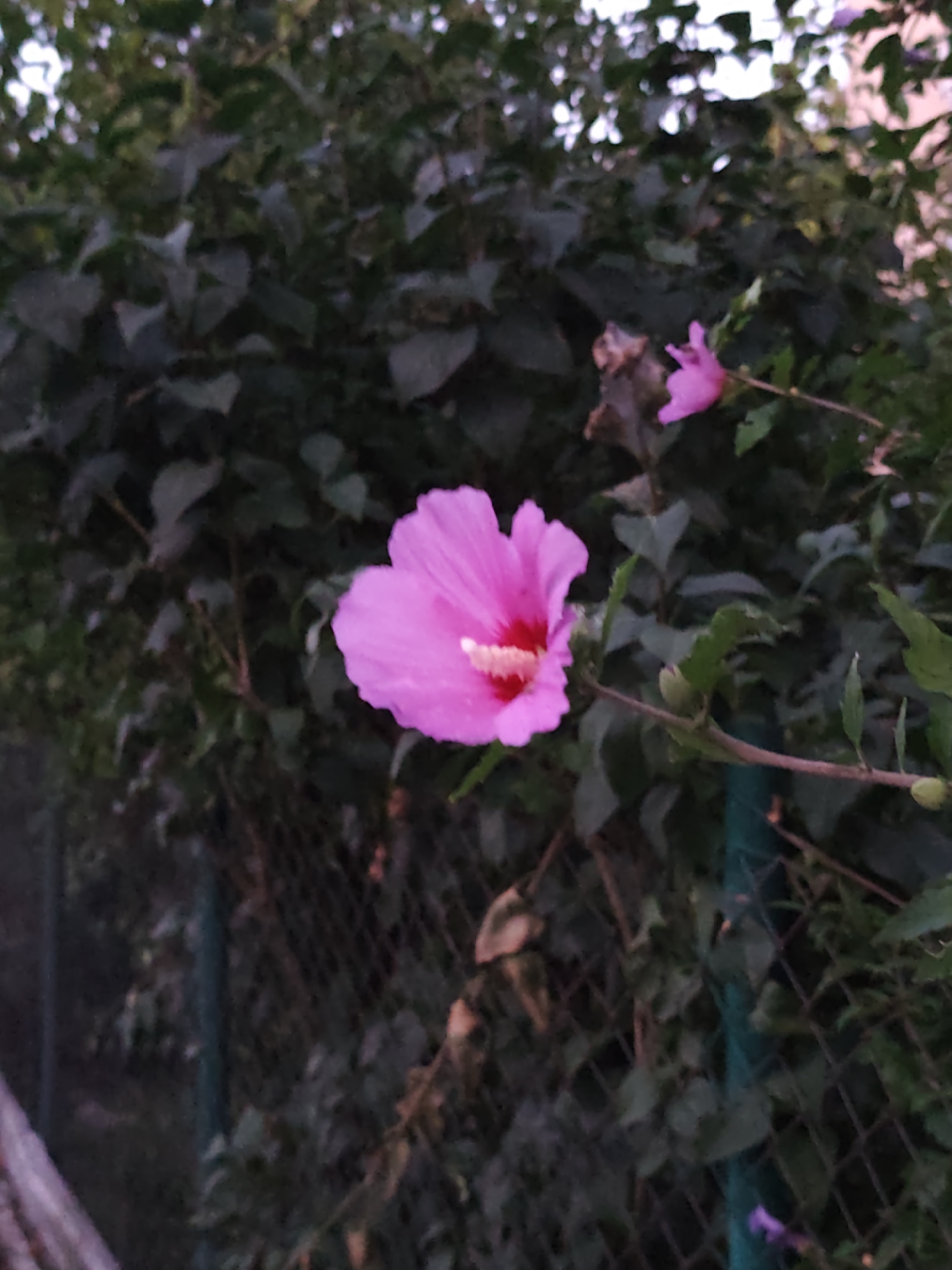 A close-up, low-angle, medium shot captures a vibrant pink hibiscus flower in focus against a blurred background of dark green foliage and a chain-link fence. The flower, positioned slightly to the left of the frame, displays delicate, ruffled petals and a prominent stamen with a yellow tip. The overall lighting is dim, suggesting it might be dusk or early morning. The setting appears to be an outdoor garden or park in Sochi, Russia, with the fence indicating a boundary. No people or animals are present in the image.