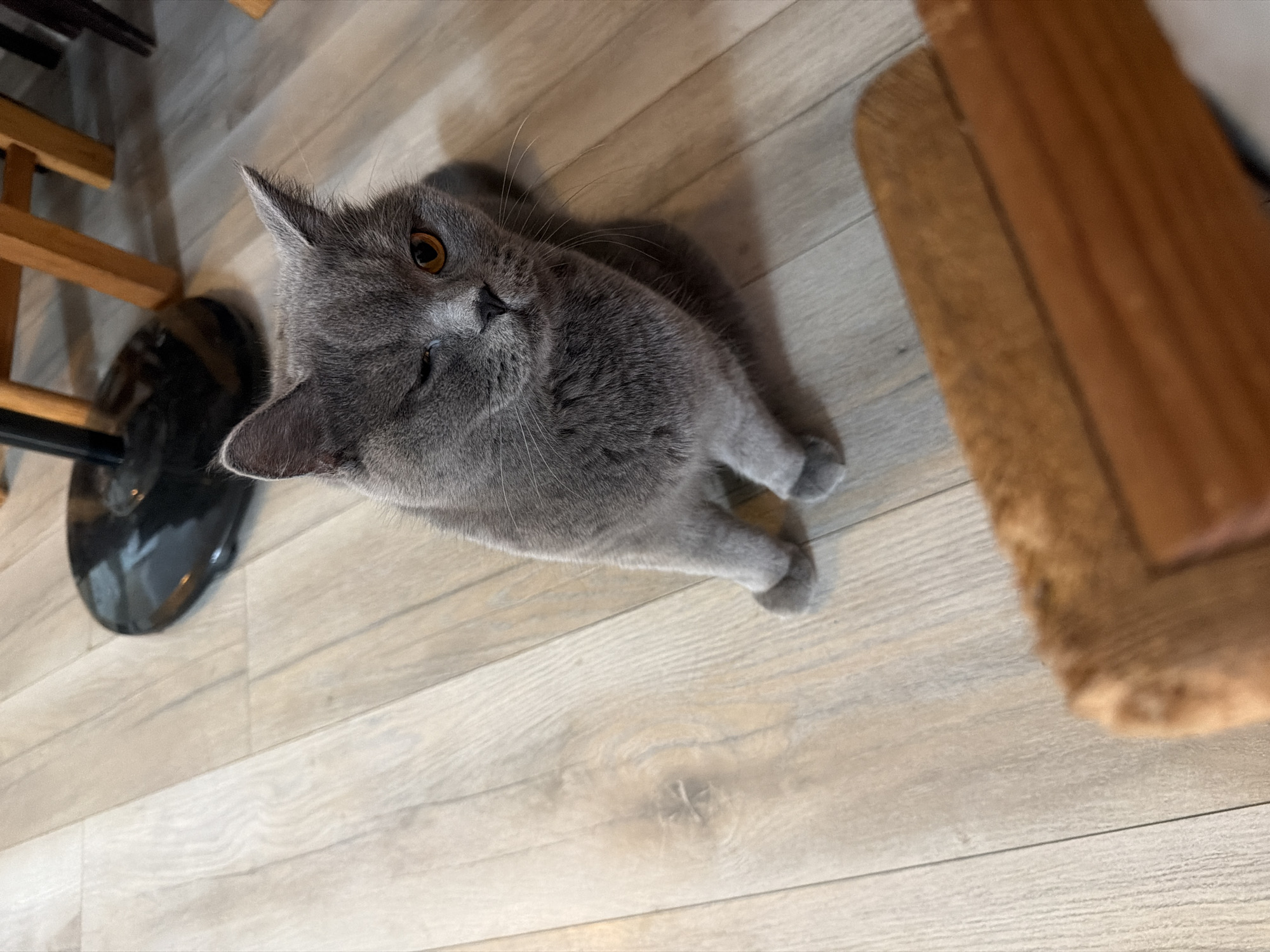 This media file features a grey British Shorthair cat lying on a light-colored wooden floor. The cat is looking up at the camera, with one eye closed, giving it a playful or winking appearance. Its fur is dense and plush, and its large, round eyes are a striking amber color.
The background is mostly the wooden floor, with the grain visible. To the left, there's a glimpse of what appears to be a black chair base and wooden furniture. To the right, a textured, possibly fabric-covered surface in a warm, reddish-brown color is visible. The lighting suggests it might be indoors during the day, with soft shadows cast on the floor. The overall scene is calm and domestic. No text is visible in the image. The location context is Szczecin, Poland, but there are no specific visual cues within the image to confirm this.