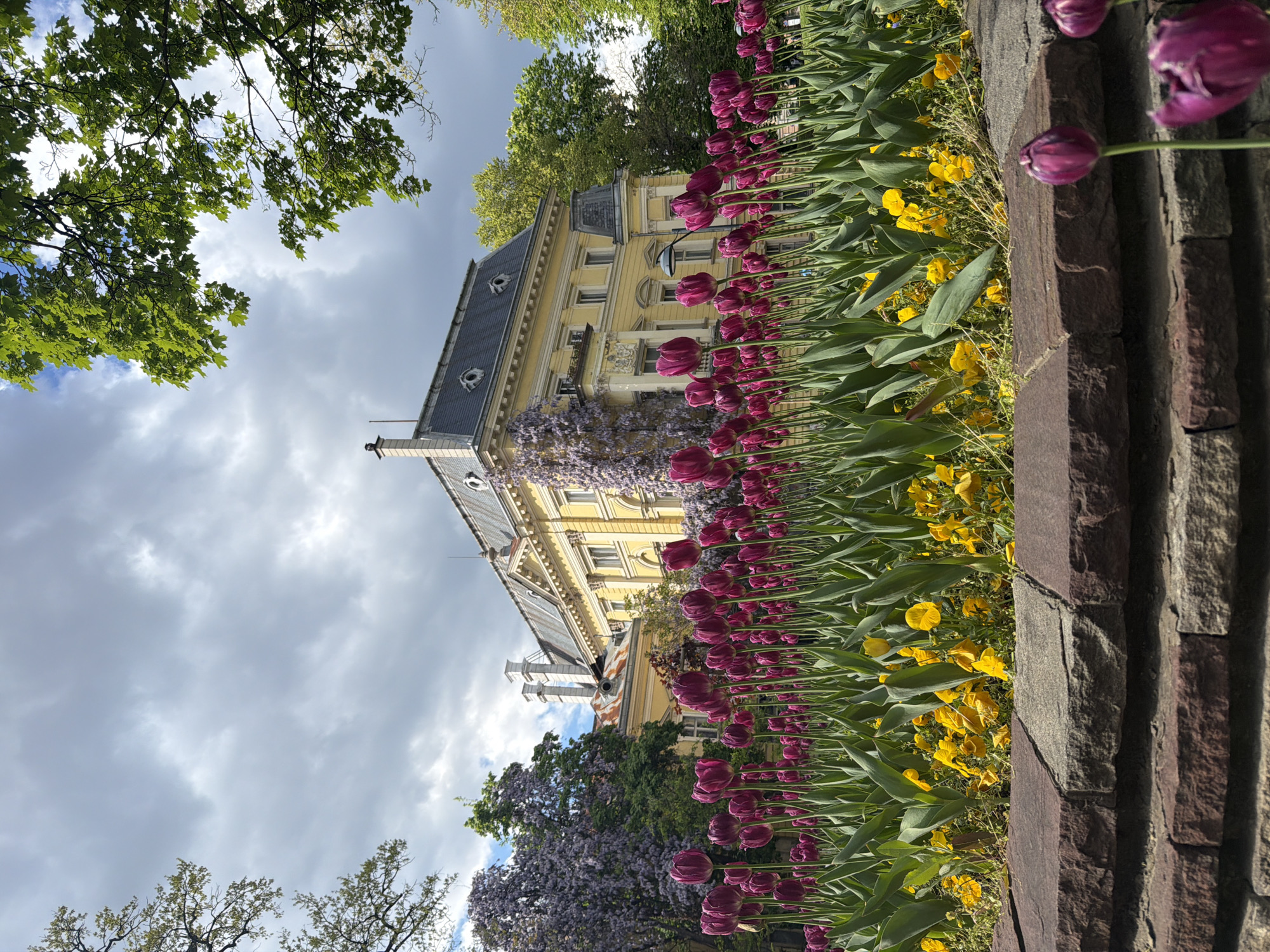 The image shows a view of the National Art Gallery in Sofia, Bulgaria, from a ground-level perspective. A brick retaining wall forms the right edge of the frame, behind which is a flowerbed. Rows of dark purple tulips and smaller yellow flowers are planted in the bed. The ornate, multi-story yellow building is visible in the background, partially obscured by flowering wisteria vines climbing its facade. Branches of trees with green leaves frame the top of the image. The sky is overcast with gray clouds.