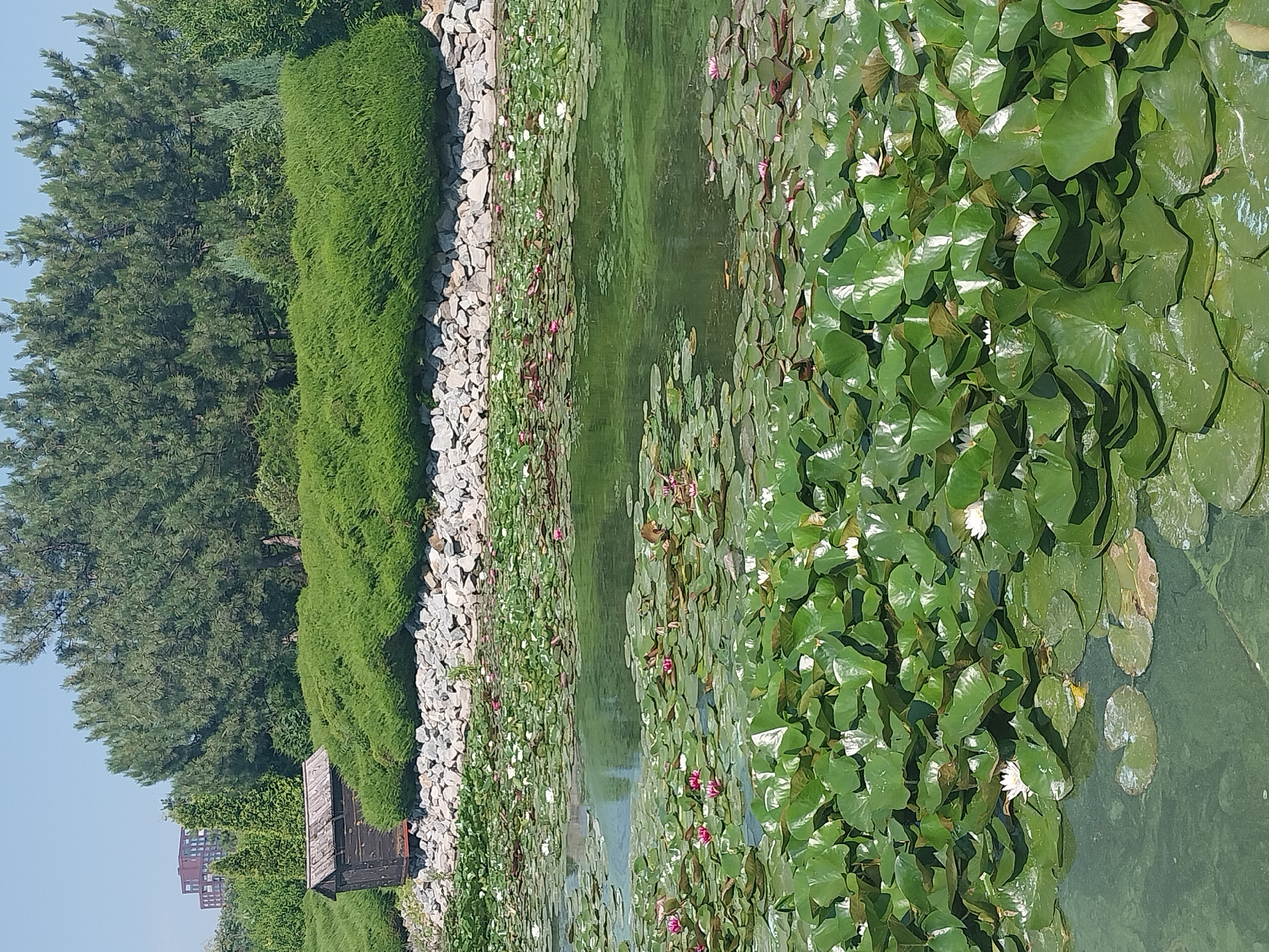 A wide shot captures a serene pond filled with lush green lily pads and numerous white and pink water lilies. The water is a murky green, reflecting the surrounding vegetation. The pond is bordered by a rough wall of grey stones, behind which a dense, vibrant green bush slopes upwards. Further back, a dark wooden shed with a weathered roof is nestled into the bush. The background is dominated by tall, dark green pine trees, with a few smaller evergreen trees interspersed. In the far distance, a modern brick building with a reddish-brown facade is visible against a clear blue sky. The scene appears to be a tranquil park or garden setting.