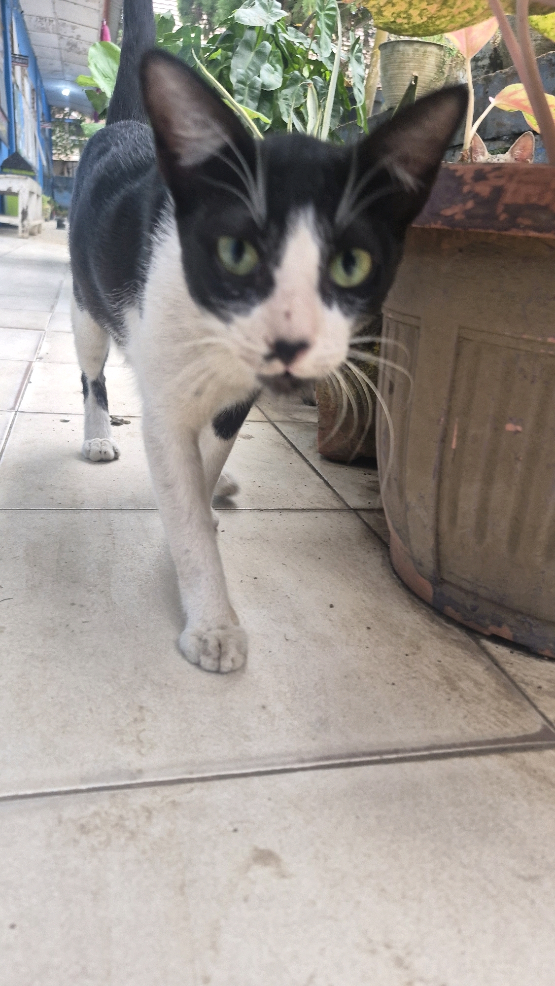 A medium shot captured from a low angle shows a black and white cat walking on a tiled floor. The cat is facing the camera, with its green eyes looking directly at the viewer. Its body is mostly black with white markings on its face, chest, and legs. The cat's tail is held high, and its paws are visible as it moves forward. In the background, lush green plants and a large potted plant are seen. To the left, a building with blue walls and white trim suggests an outdoor or semi-outdoor setting. The overall impression is of an alert and curious cat in a natural or urban garden environment. There are no people visible in the image.