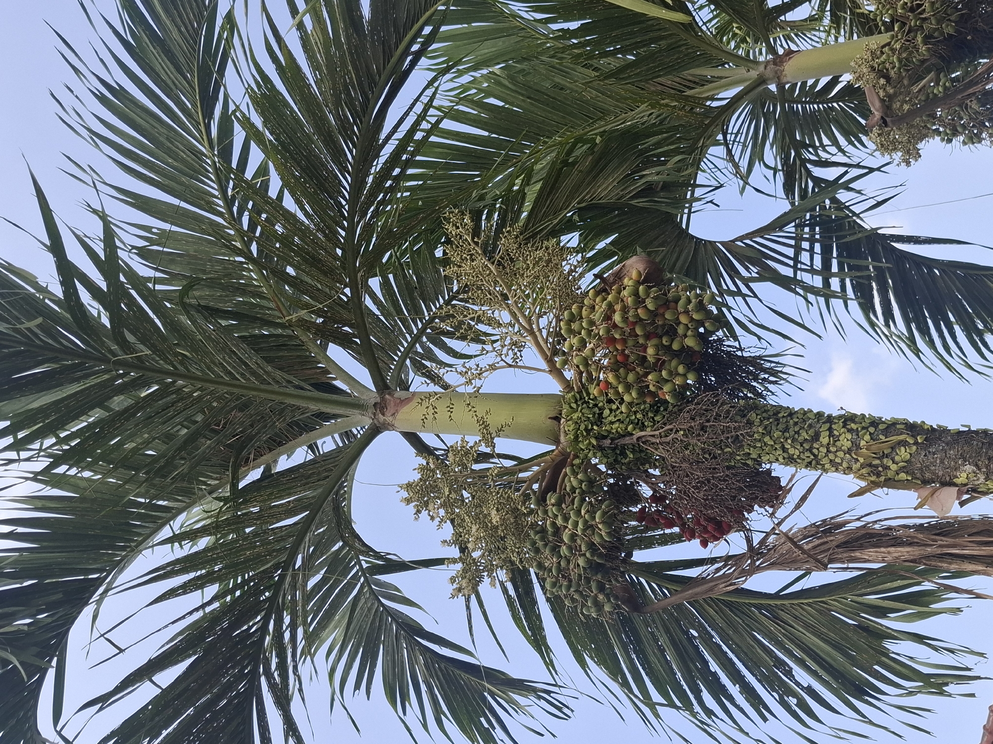 The image shows a close-up view of a palm tree with multiple clusters of fruits hanging from it. The palm tree has large, green fronds that fan out against a clear blue sky. The fruits are small and round, varying in color from green to red, and are clustered together on thick stalks. Some of the fruits appear to be ripe and are a deep red color, while others are still green. The trunk of the palm tree is textured and shows signs of age. The background consists of the bright blue sky, suggesting it is a clear day. There are no people visible in the image. The scene is likely outdoors, in a tropical or subtropical environment, consistent with the location of Kutasirna, Indonesia.