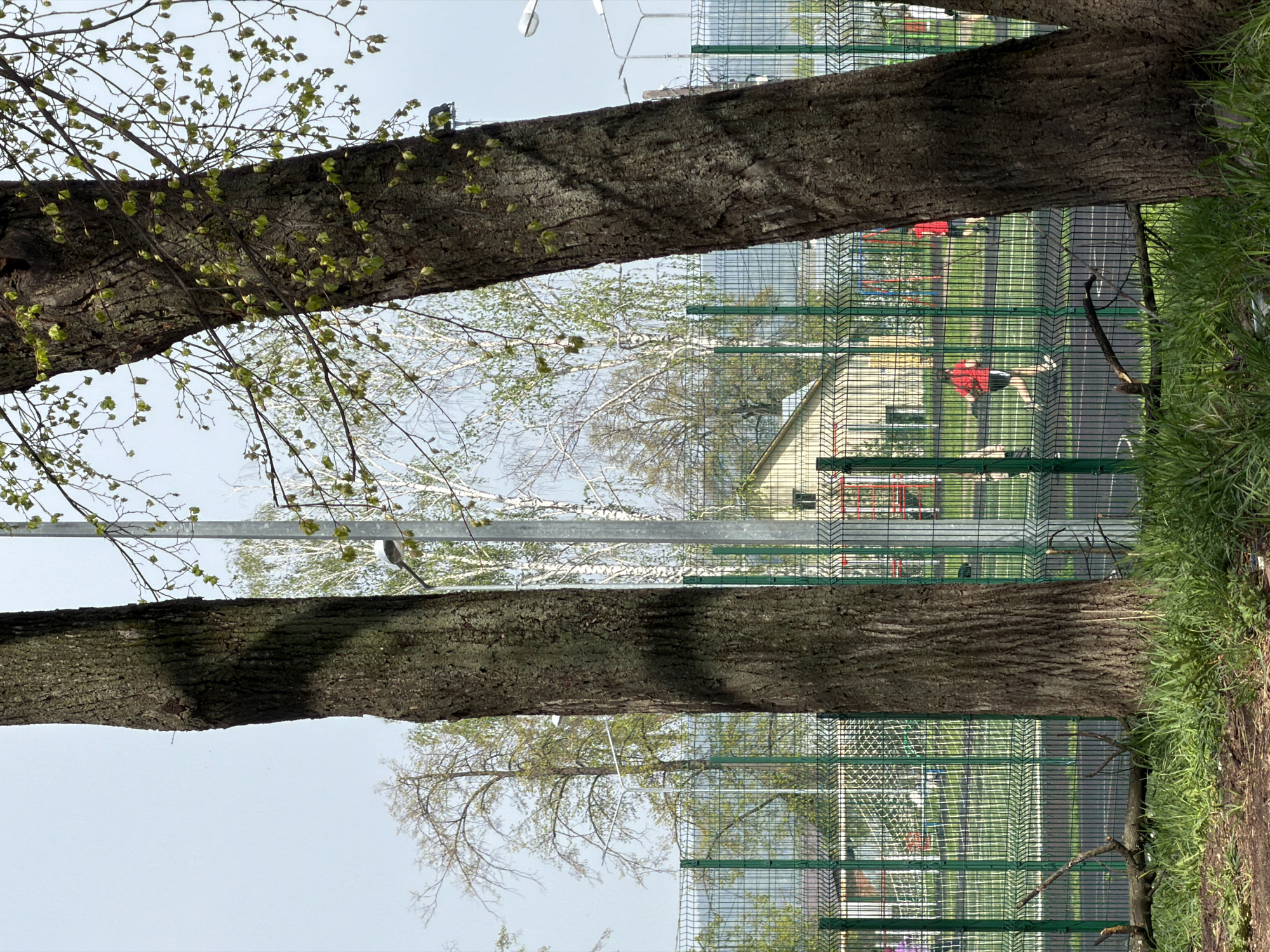 The image shows a view through two tree trunks in a park in Chaikovsky, Russia. The trees frame a fenced athletic field with a running track. People in red shirts are visible on the track. In the background, there is a light-colored building with a gabled roof. Streetlights are present in the background. The weather appears clear and bright.